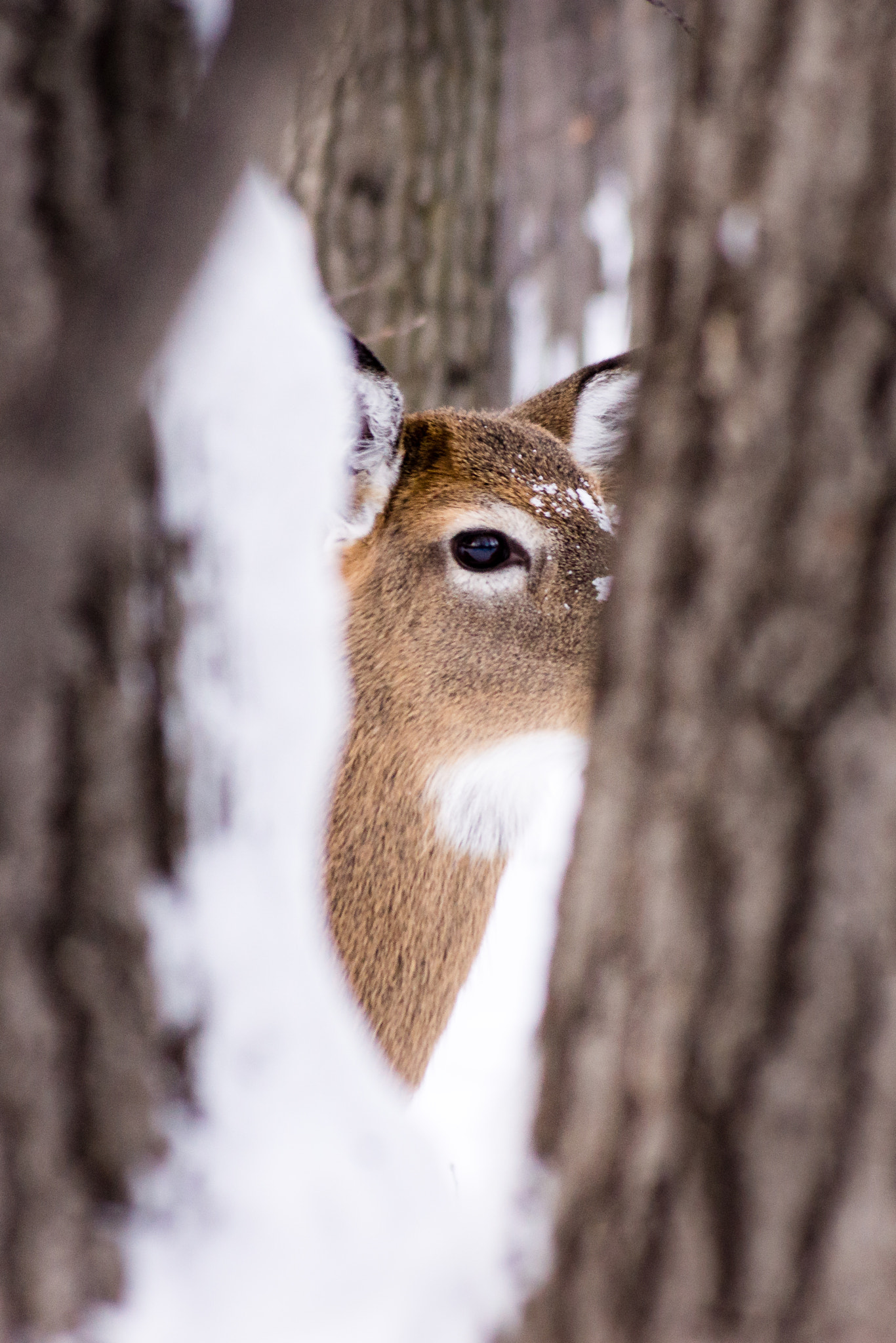 Sony DT 55-200mm F4-5.6 SAM sample photo. Curiosity photography