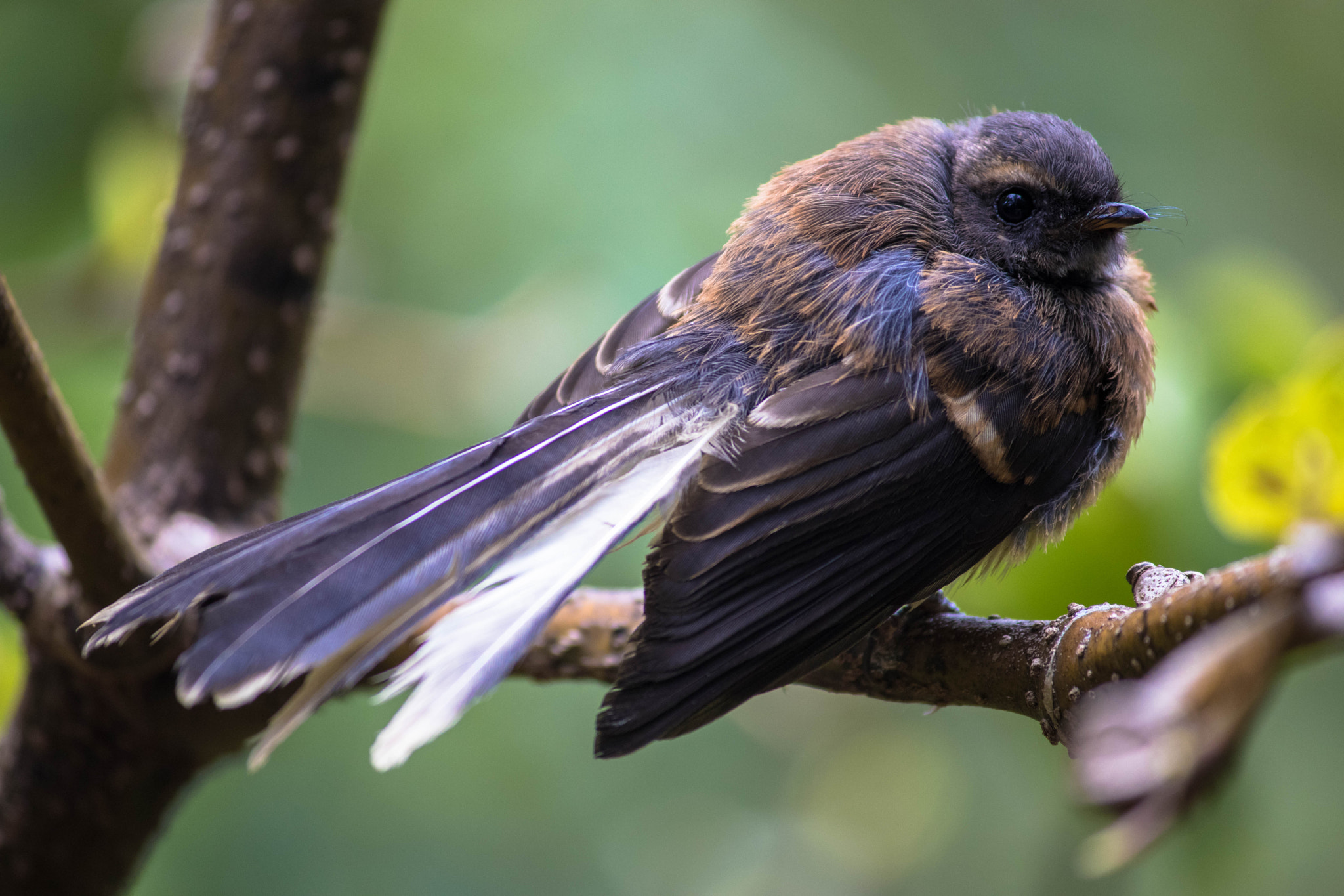 Canon EF-S 55-250mm F4-5.6 IS II sample photo. Fantail photography