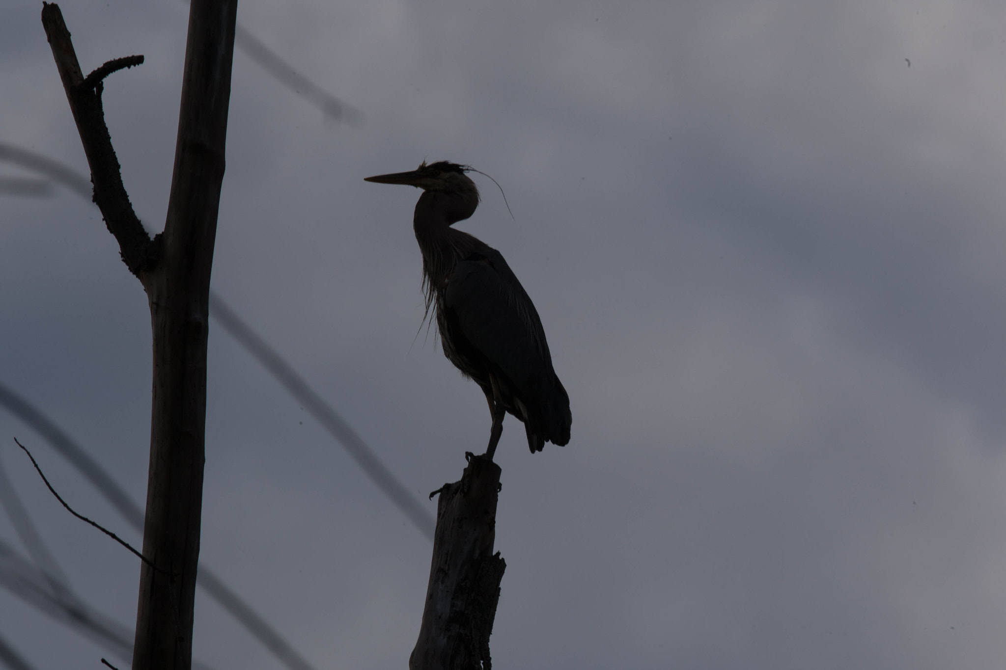 Canon EF 300mm F2.8L IS II USM sample photo. Heron photography