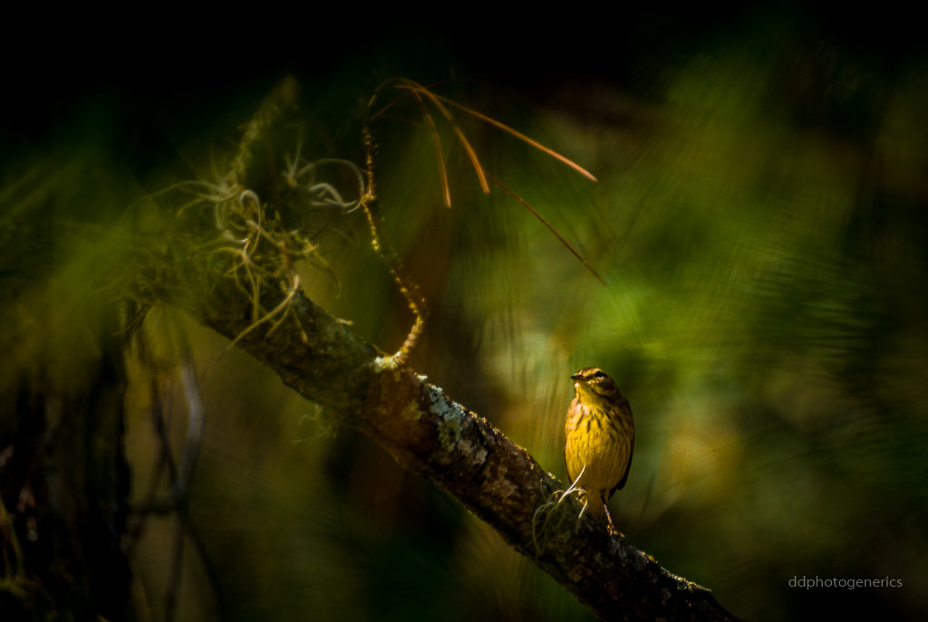 Olympus Zuiko Digital ED 70-300mm F4.0-5.6 sample photo. Palm warbler in pose... photography