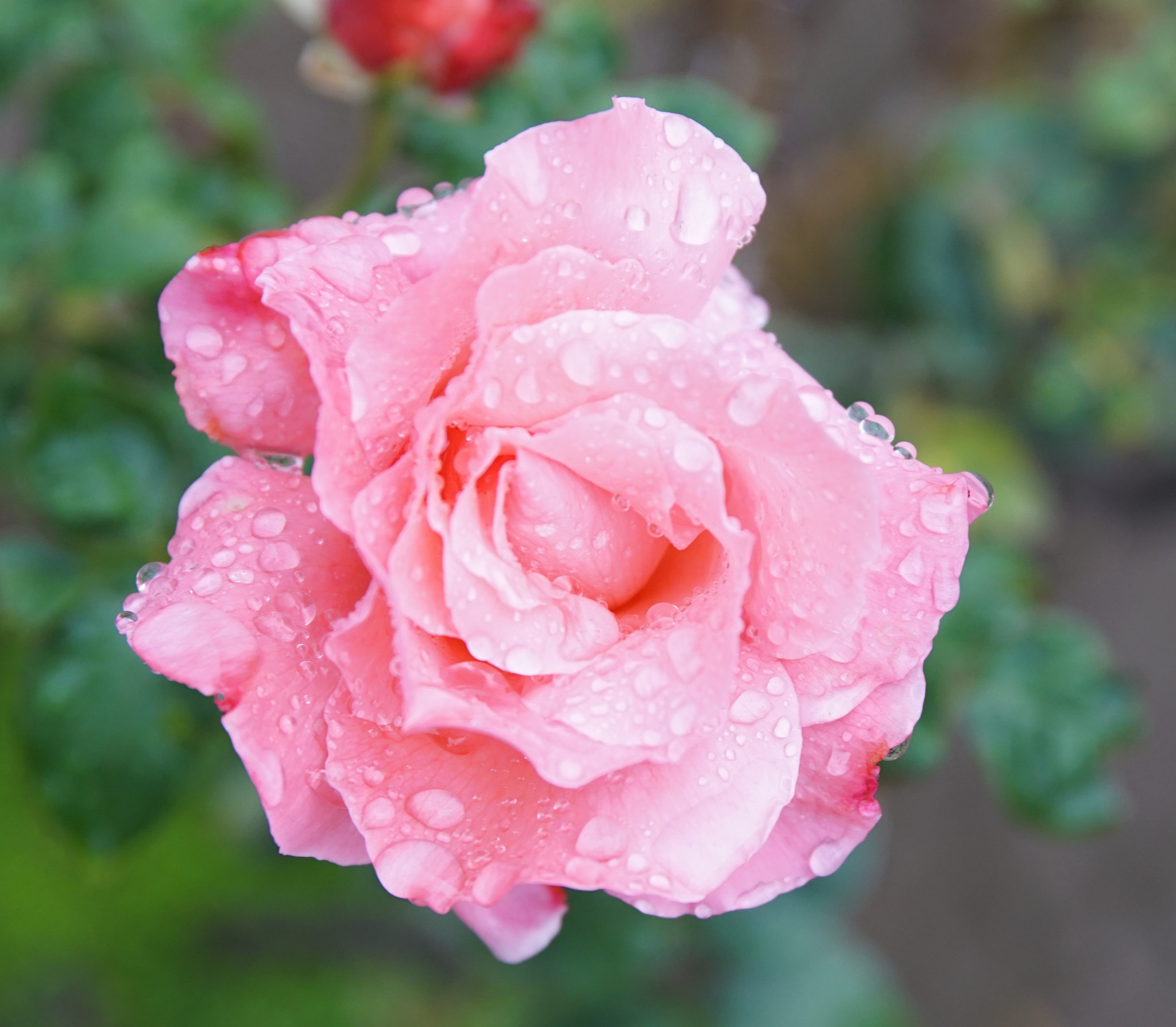Canon EF 24-70mm F2.8L II USM sample photo. Pink rose photography