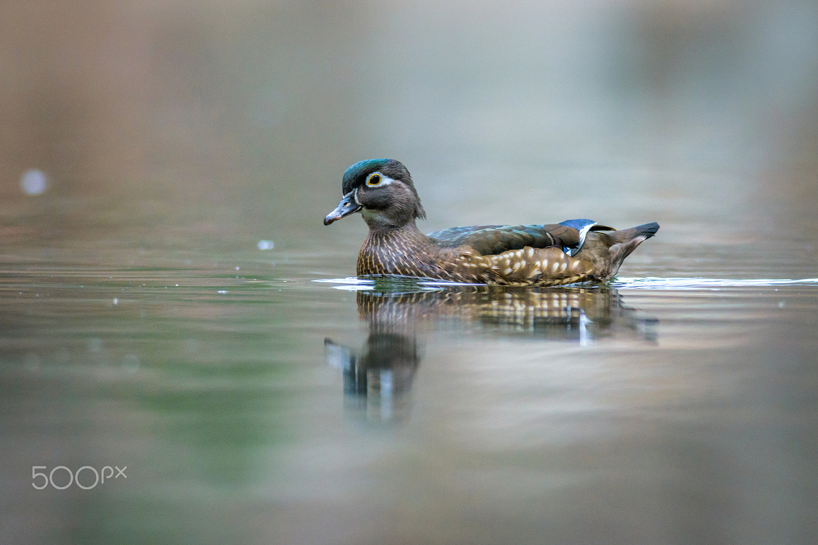 Nikon D7200 + Nikon AF-S Nikkor 300mm F4D ED-IF sample photo. Wood duck hen photography