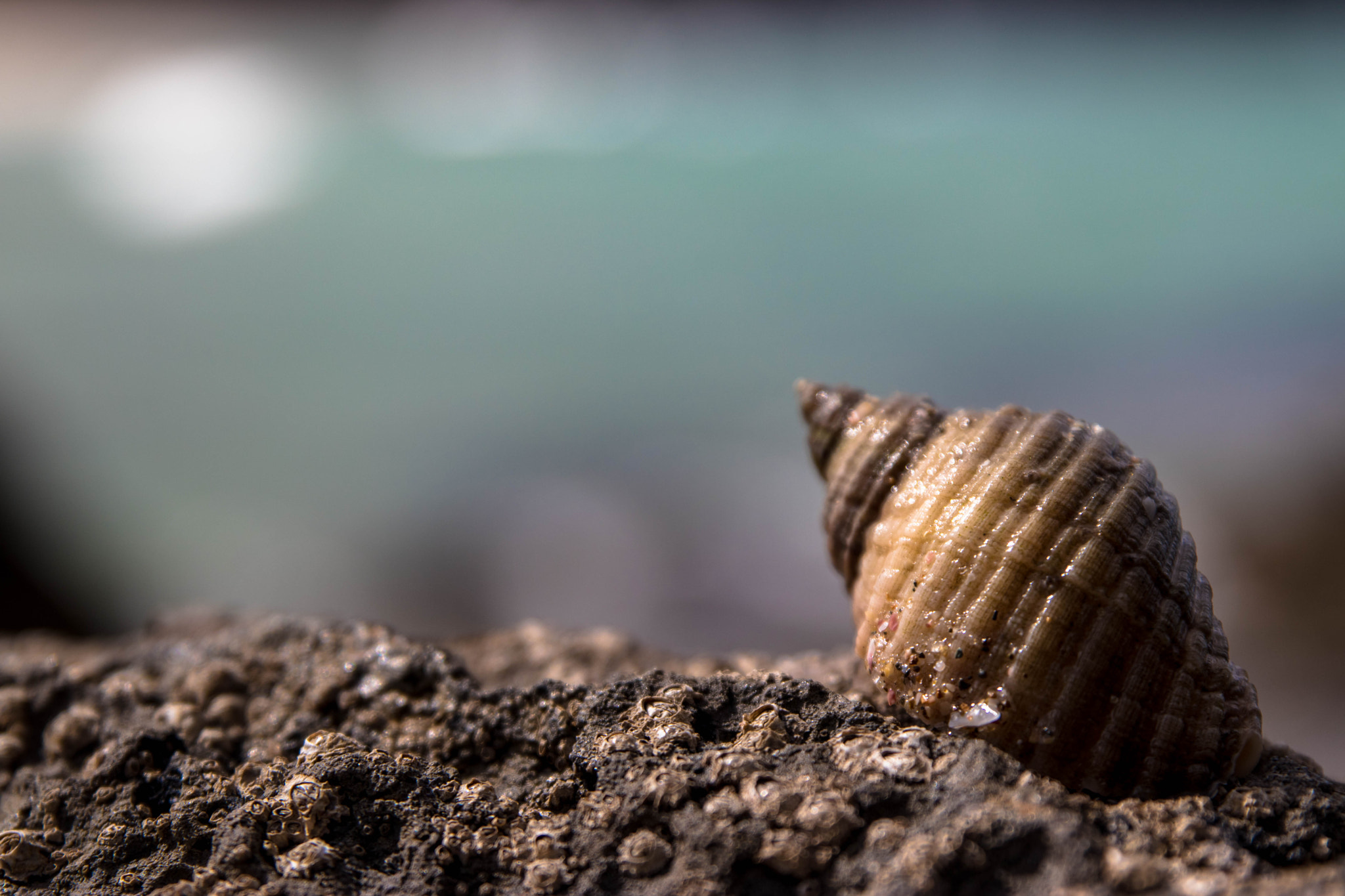 Canon EOS 80D + Sigma 24-70mm F2.8 EX DG Macro sample photo. Sea snail photography