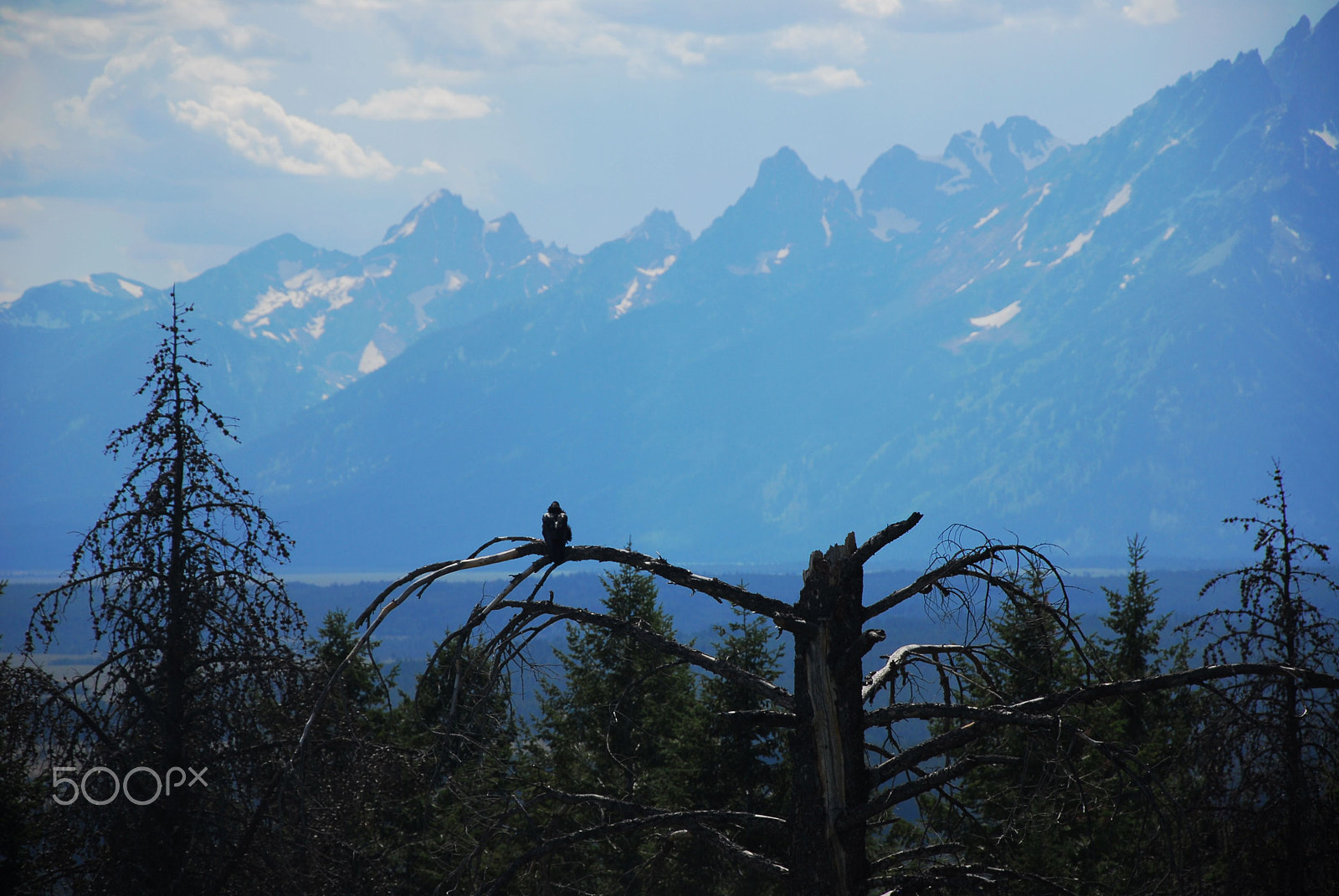 Nikon D200 sample photo. A lonely eagle photography