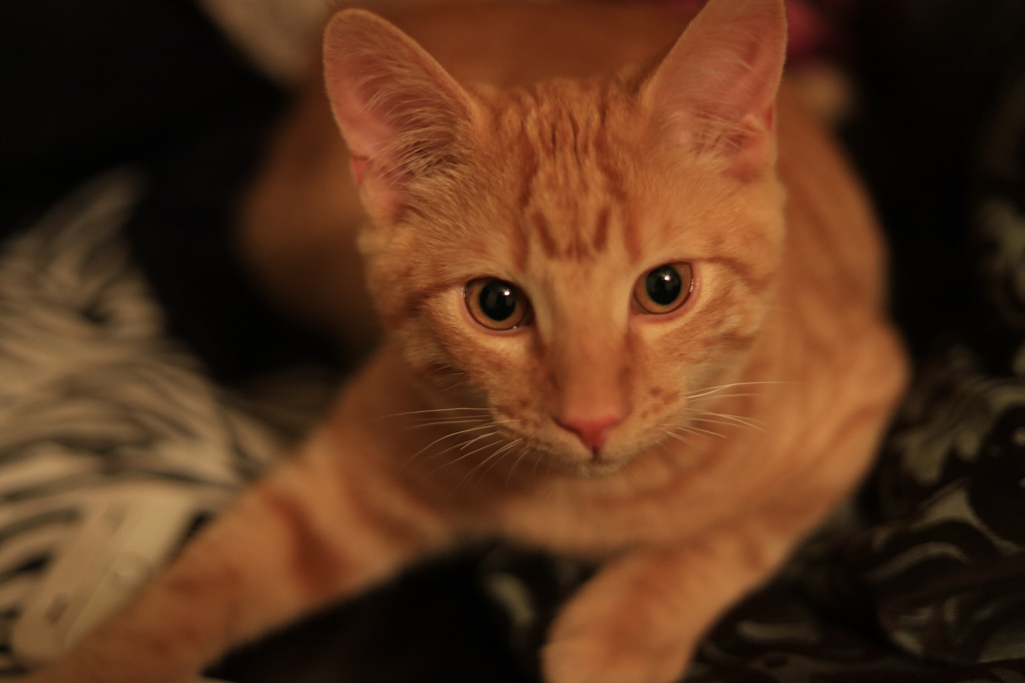 Canon EOS 5DS R sample photo. House cat portrait photography