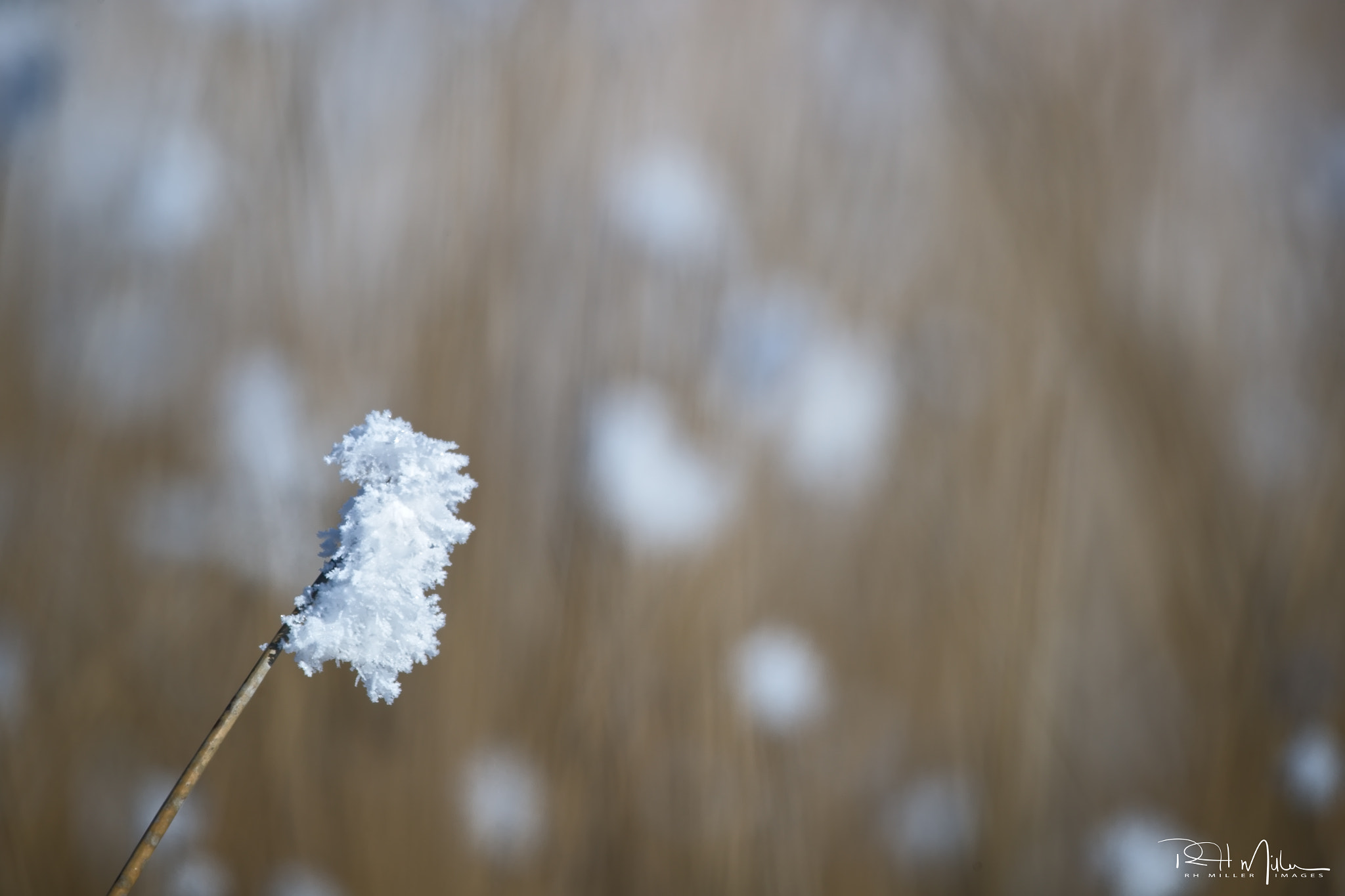 Canon EOS-1D X Mark II + Canon EF 600mm F4L IS II USM sample photo. Frost flowers photography