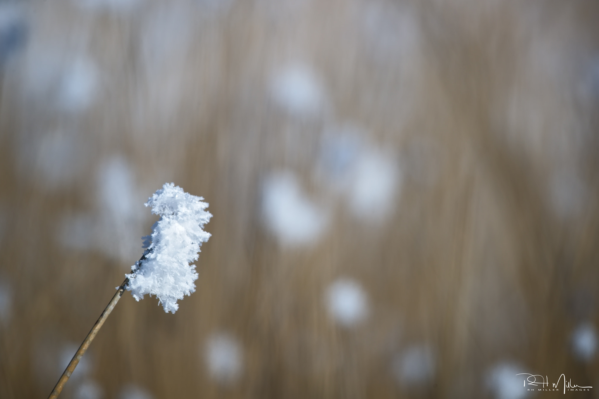 Canon EF 600mm F4L IS II USM sample photo. Frost flowers photography