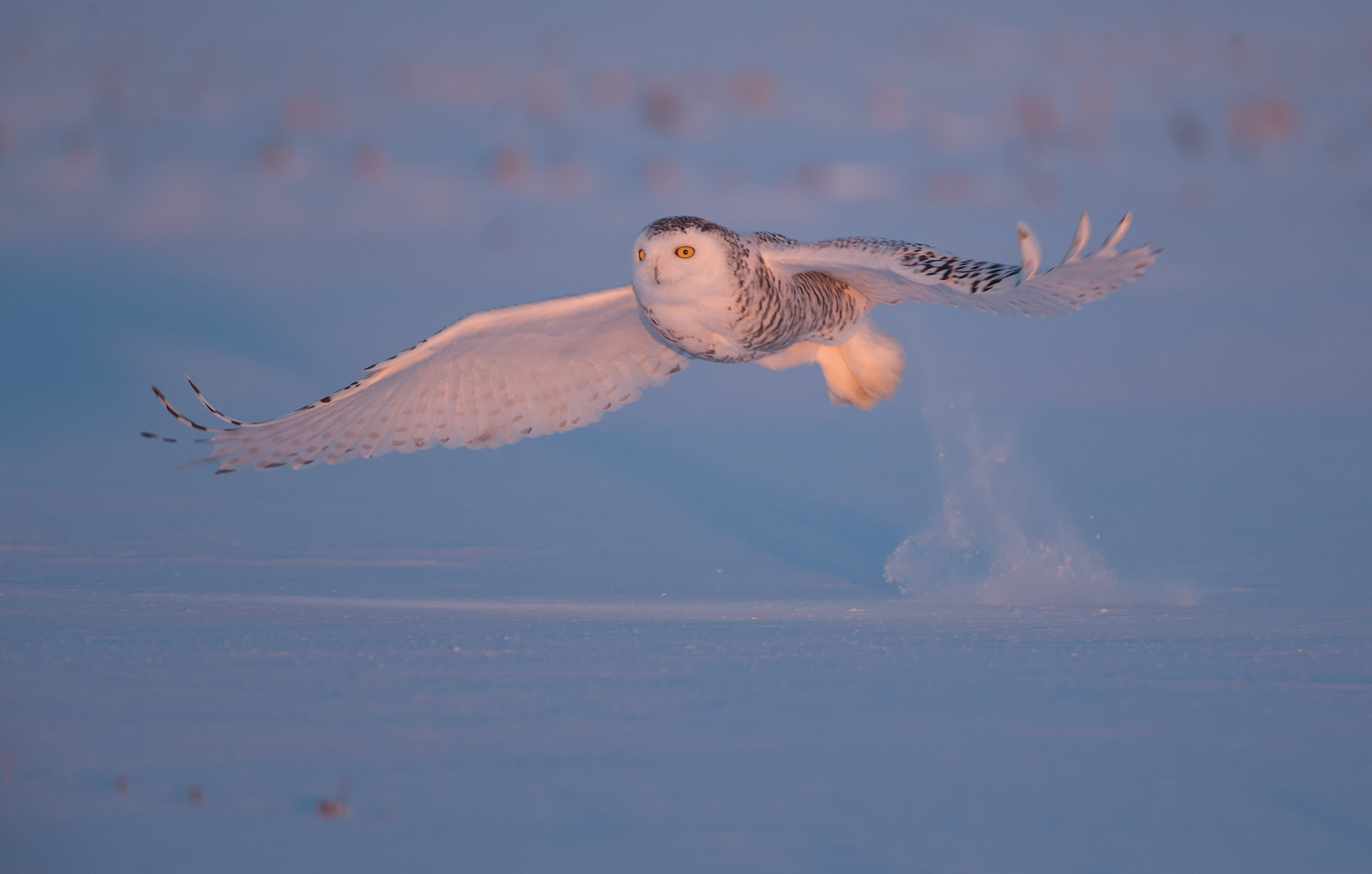 Canon EF 500mm F4L IS USM sample photo. Snowy owl photography