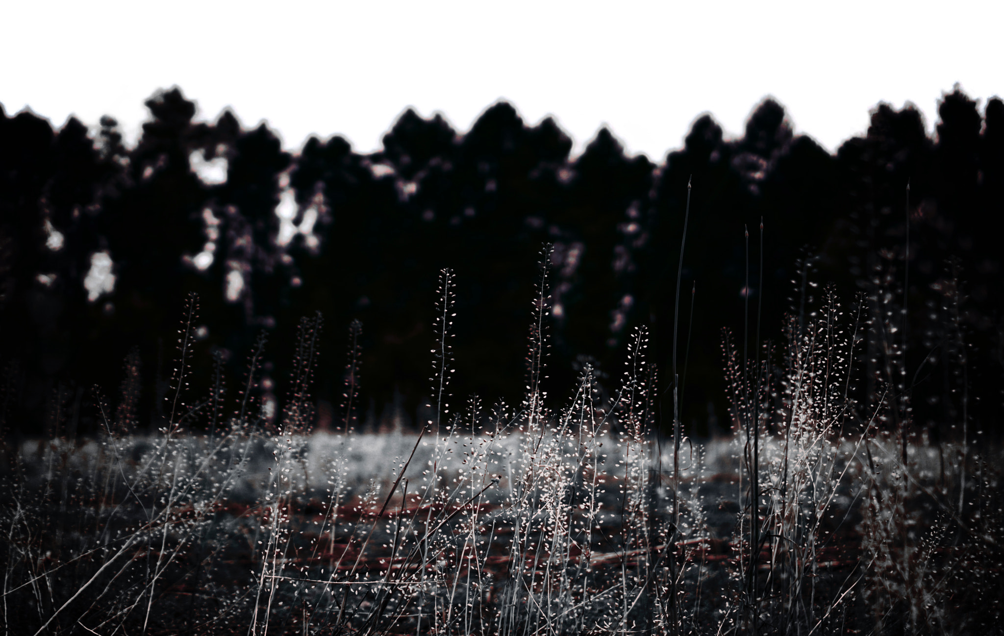 Sony E 35mm F1.8 OSS sample photo. One and the same - one of many | part 2 of 3 photography