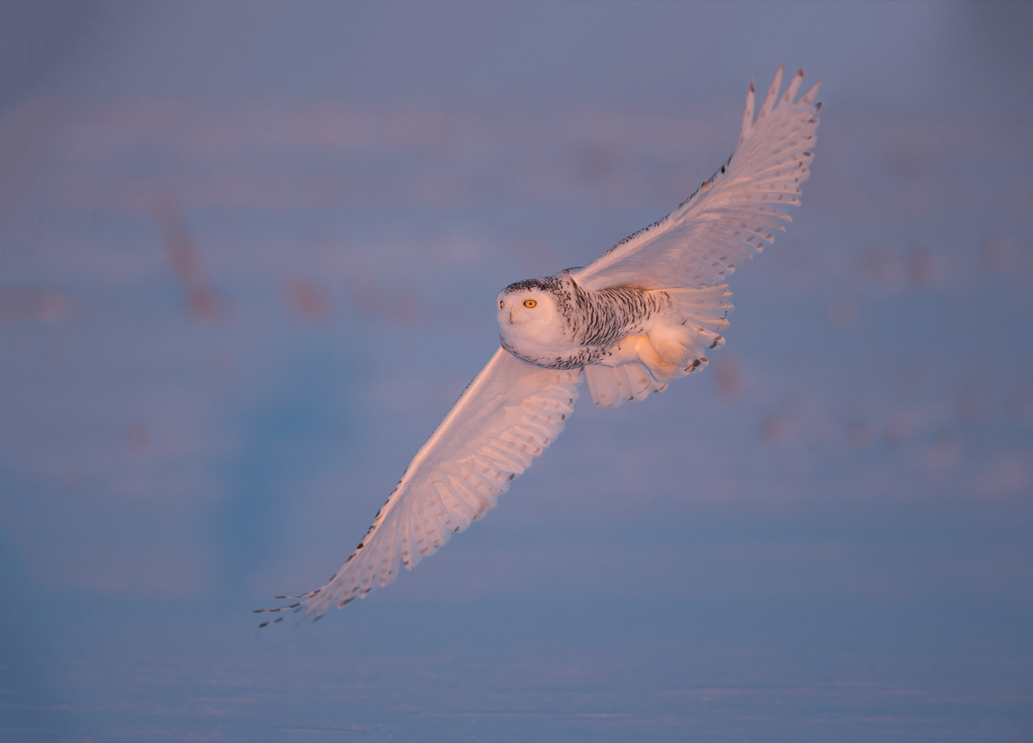 Canon EF 500mm F4L IS USM sample photo. Snowy owl photography
