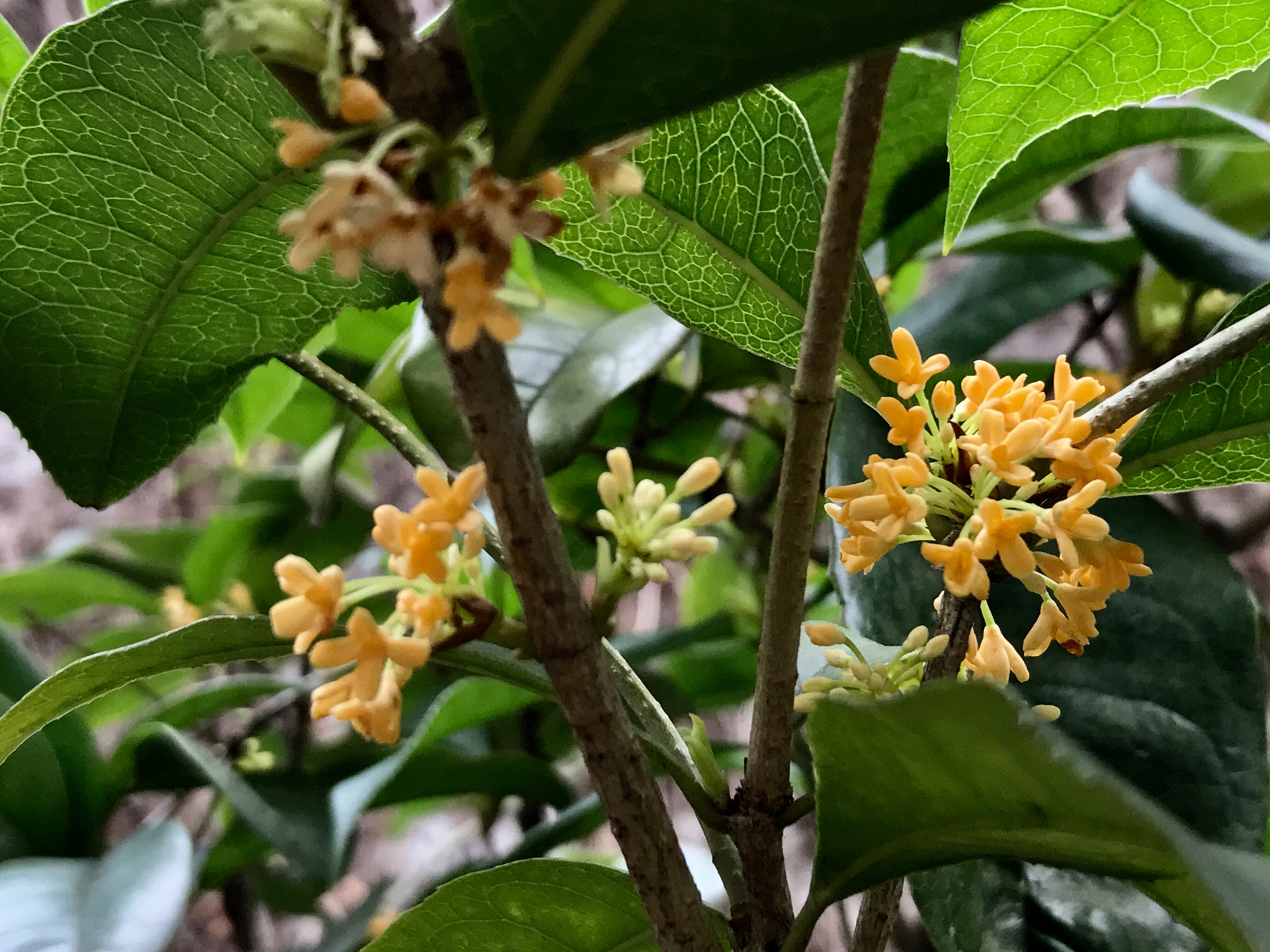 Apple iPhone9,1 sample photo. Osmanthus in january. surprise！ photography