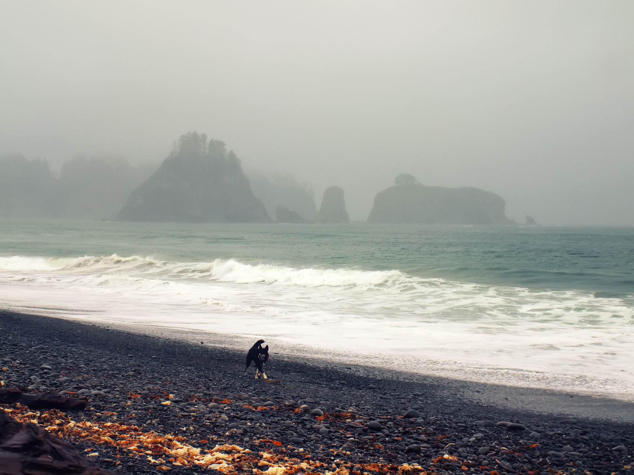 Olympus E-600 (EVOLT E-600) sample photo. The dog and the beach photography