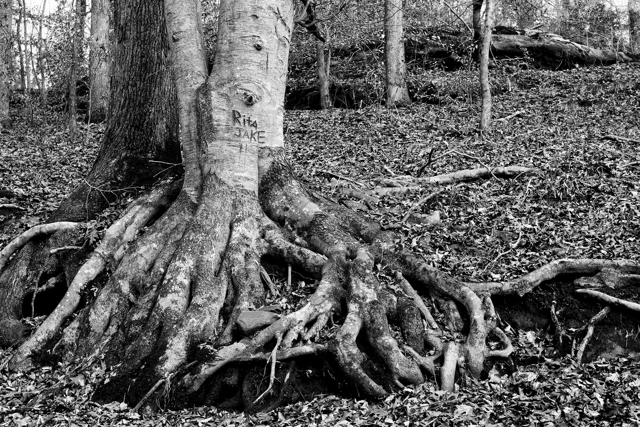 Canon EOS 650D (EOS Rebel T4i / EOS Kiss X6i) sample photo. Rita jake photography