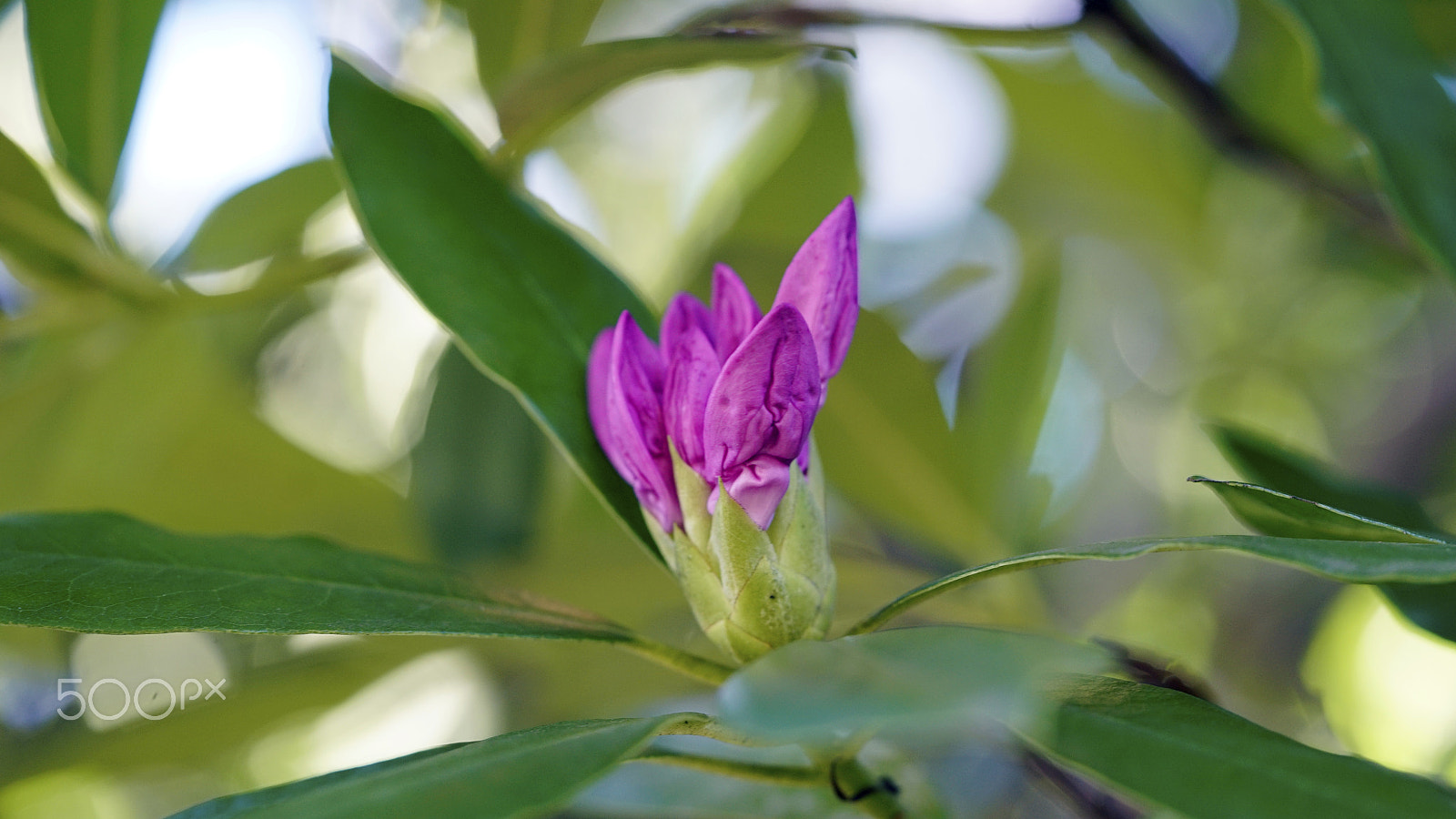 Sony a7S II + Sony FE 90mm F2.8 Macro G OSS sample photo. Do i have to photography
