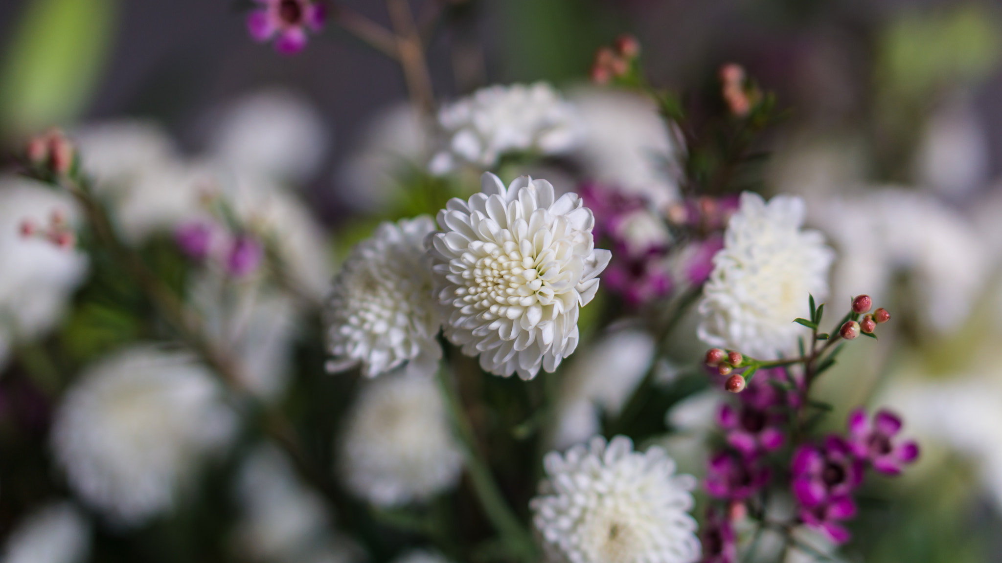 Sony Alpha NEX-7 + E 50mm F1.8 OSS sample photo. White flowers photography