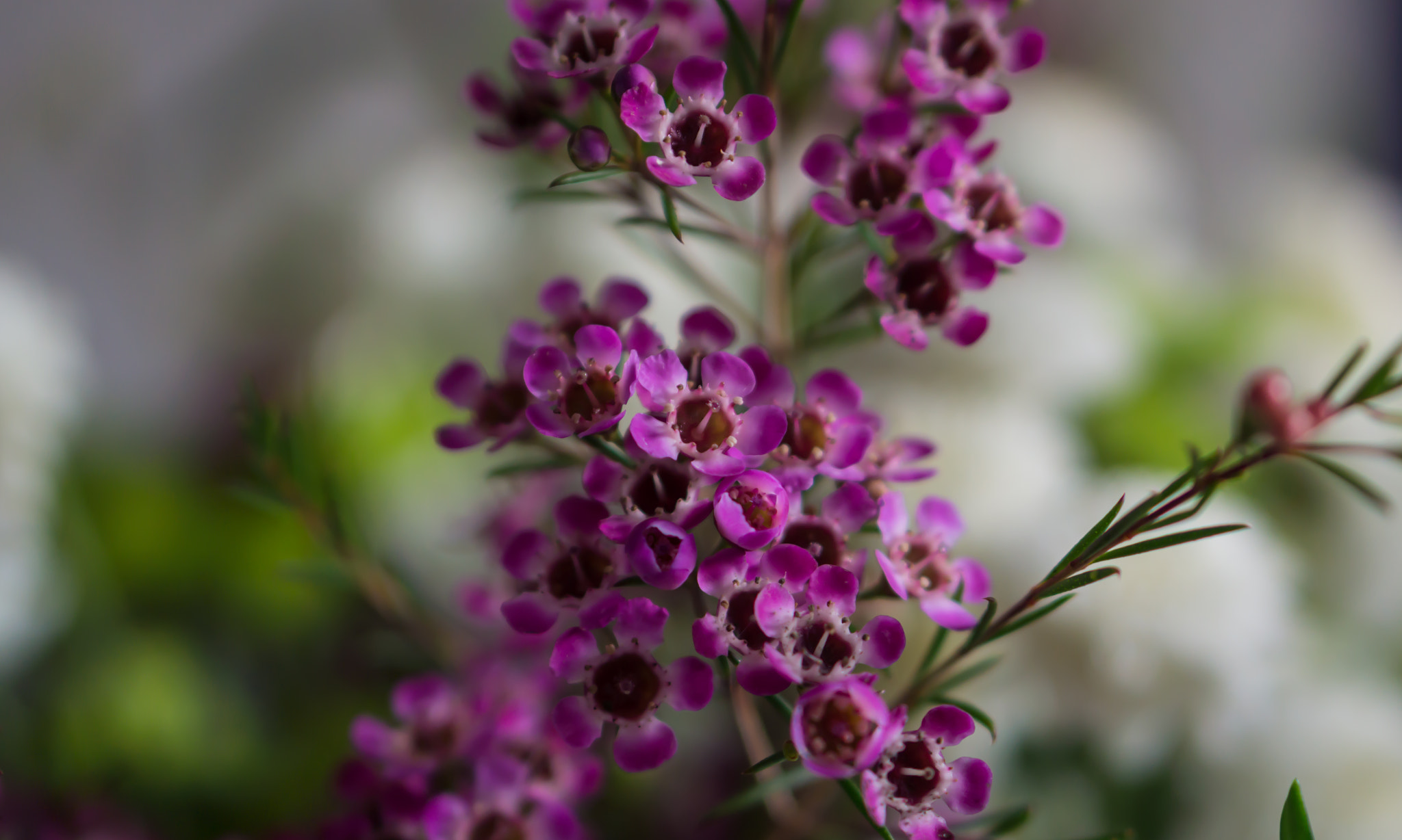 Sony Alpha NEX-7 + E 50mm F1.8 OSS sample photo. Purple flowers photography