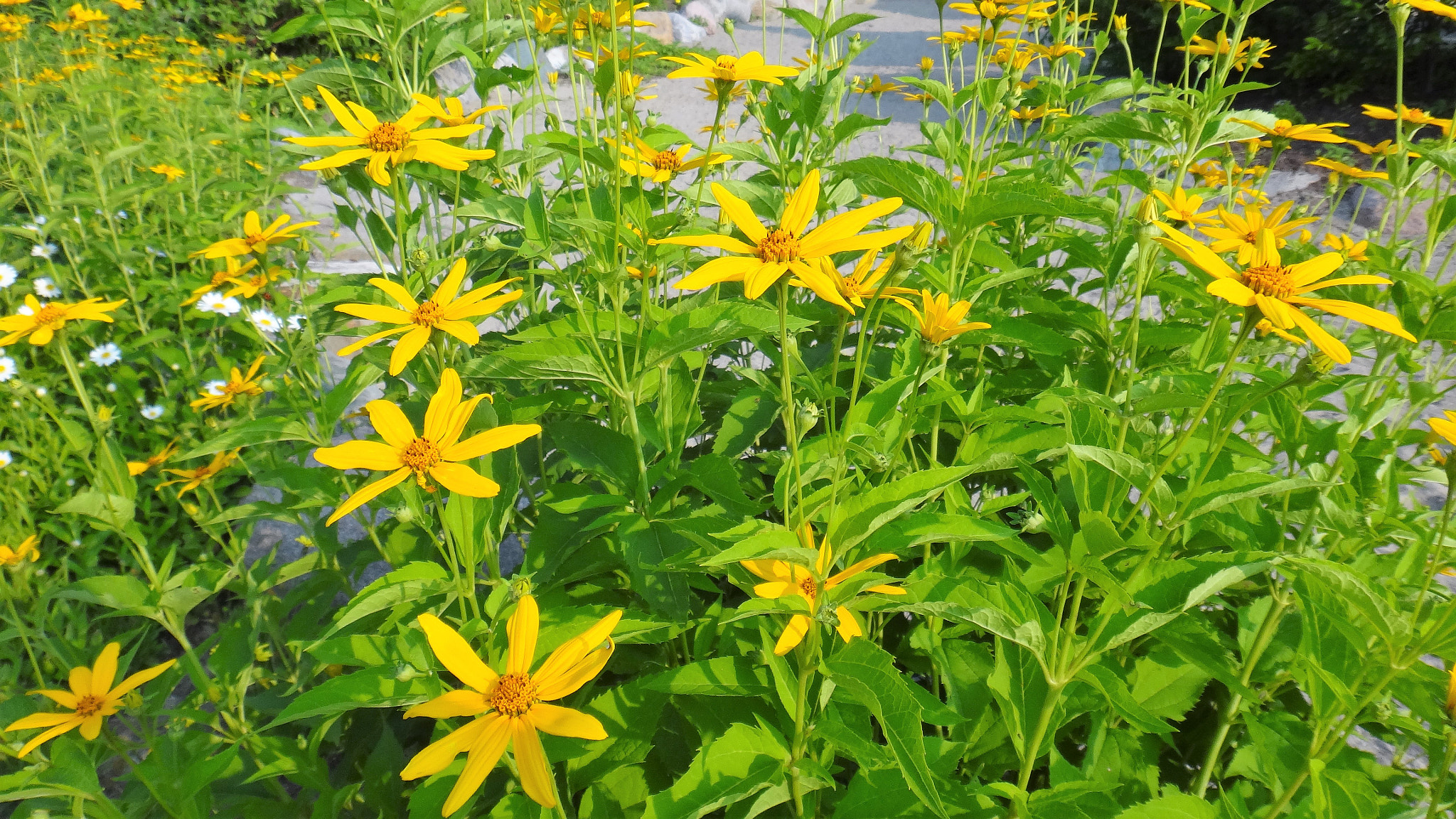 Sony DSC-TX20 sample photo. Flowers 10 photography