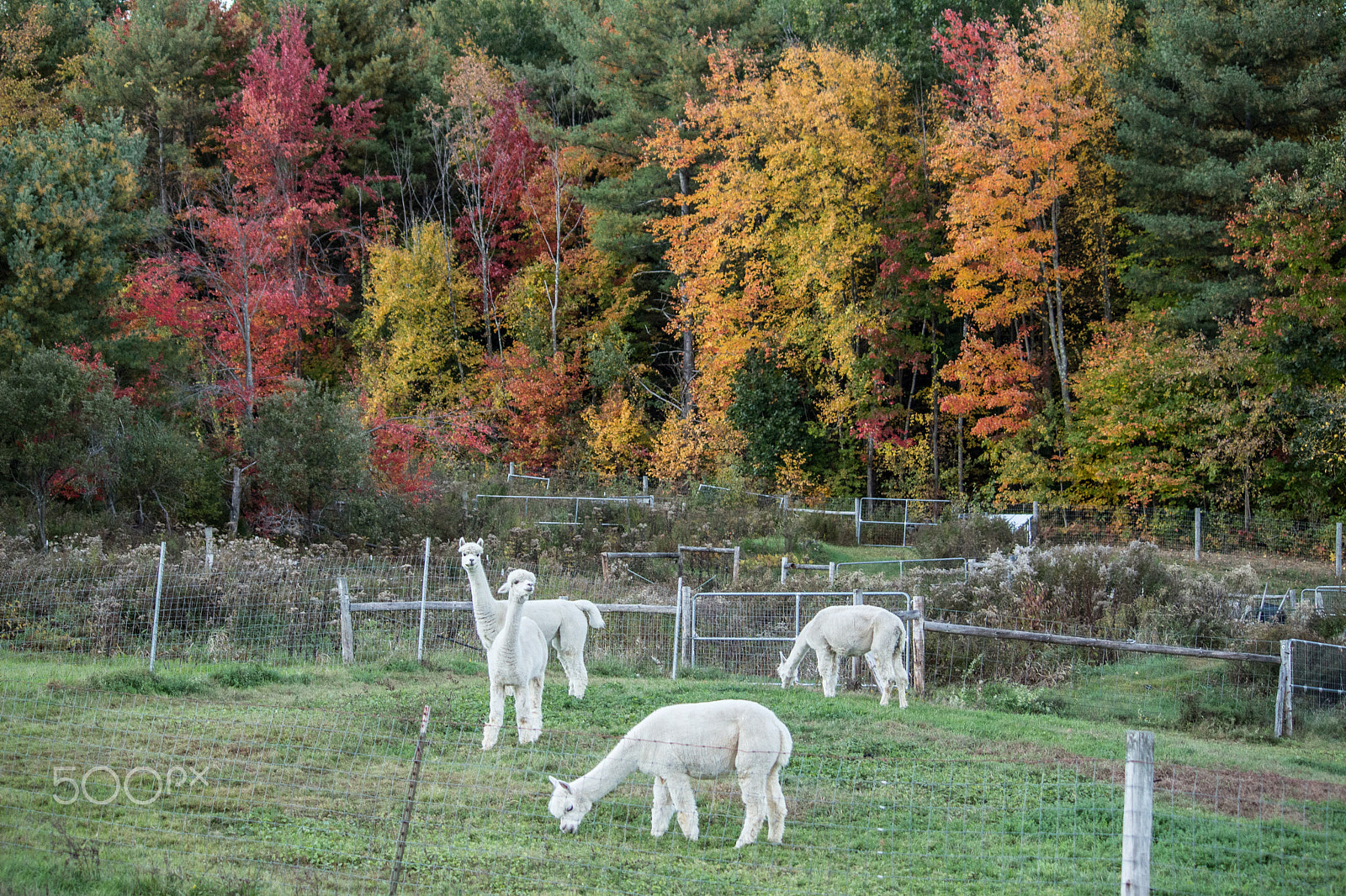 Canon EOS 100D (EOS Rebel SL1 / EOS Kiss X7) sample photo. Alpacas photography