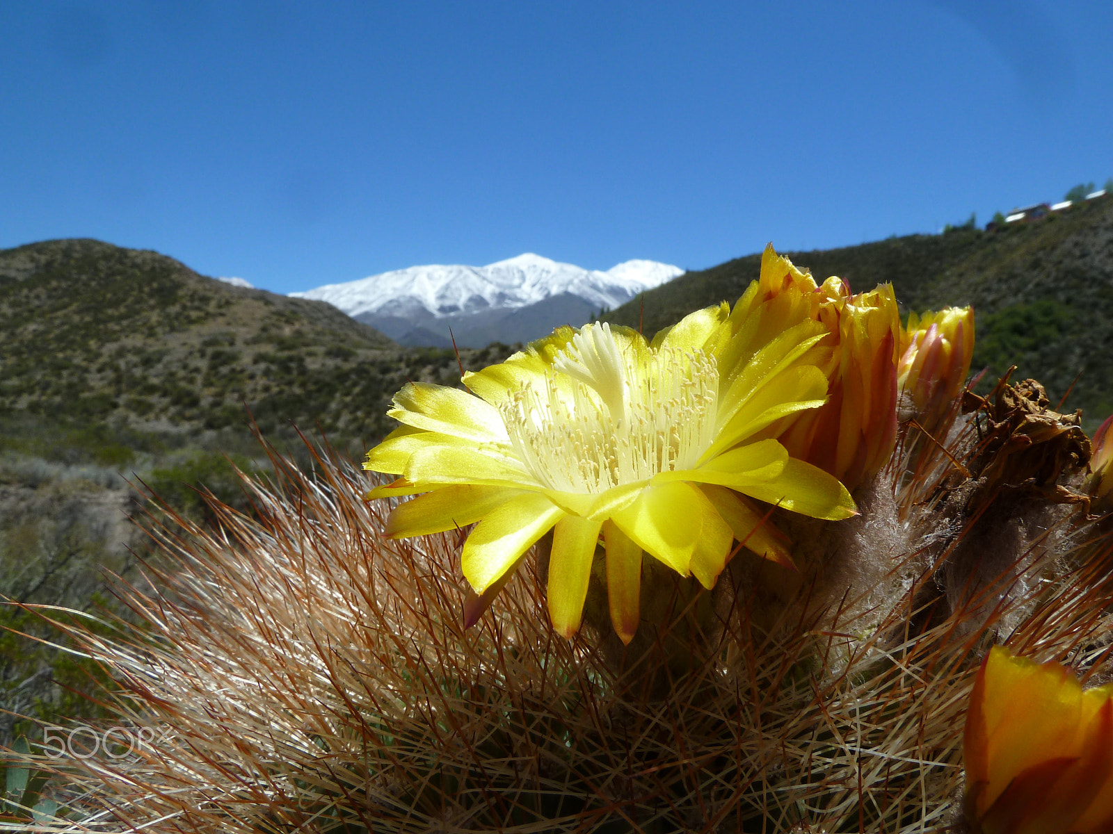 Panasonic Lumix DMC-ZS7 (Lumix DMC-TZ10) sample photo. Giant cardon cactus (echinopsis atacamensis) photography