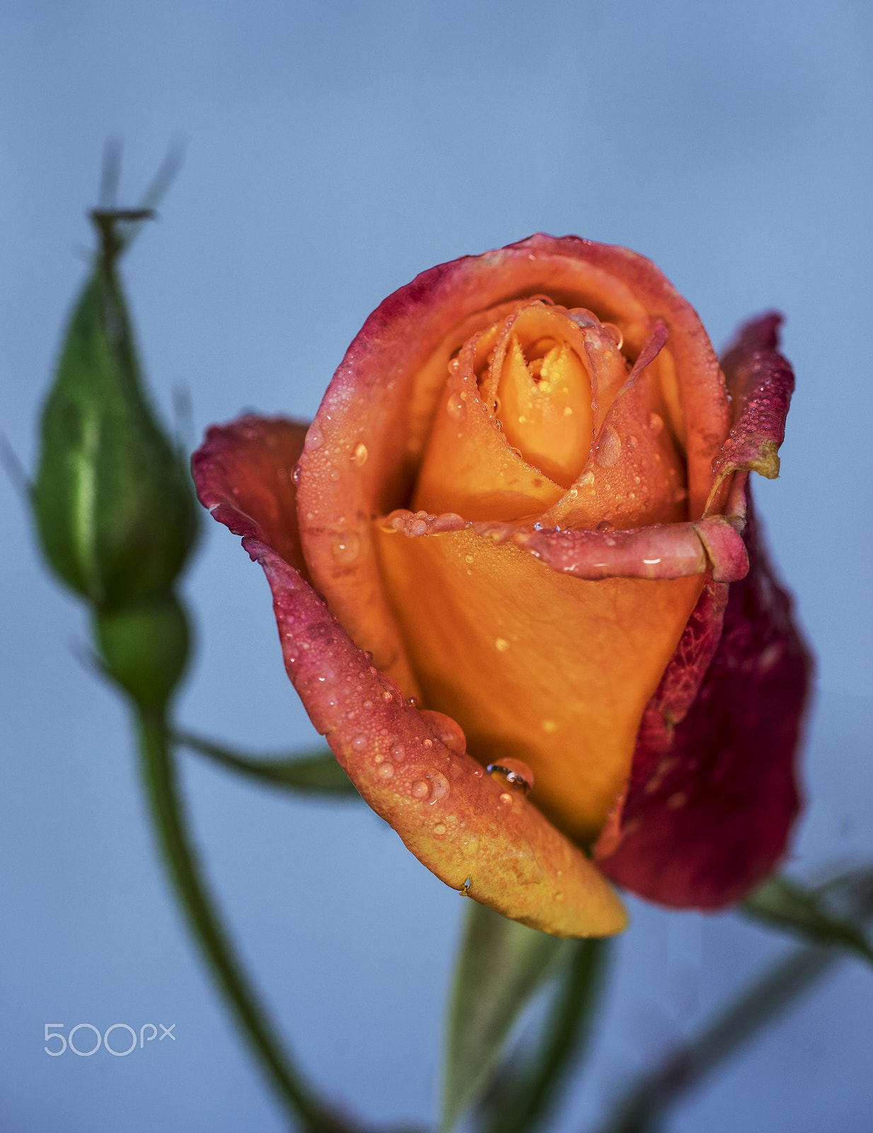 Sony a7R + Sony FE 90mm F2.8 Macro G OSS sample photo. Rain drops on blooming rose photography