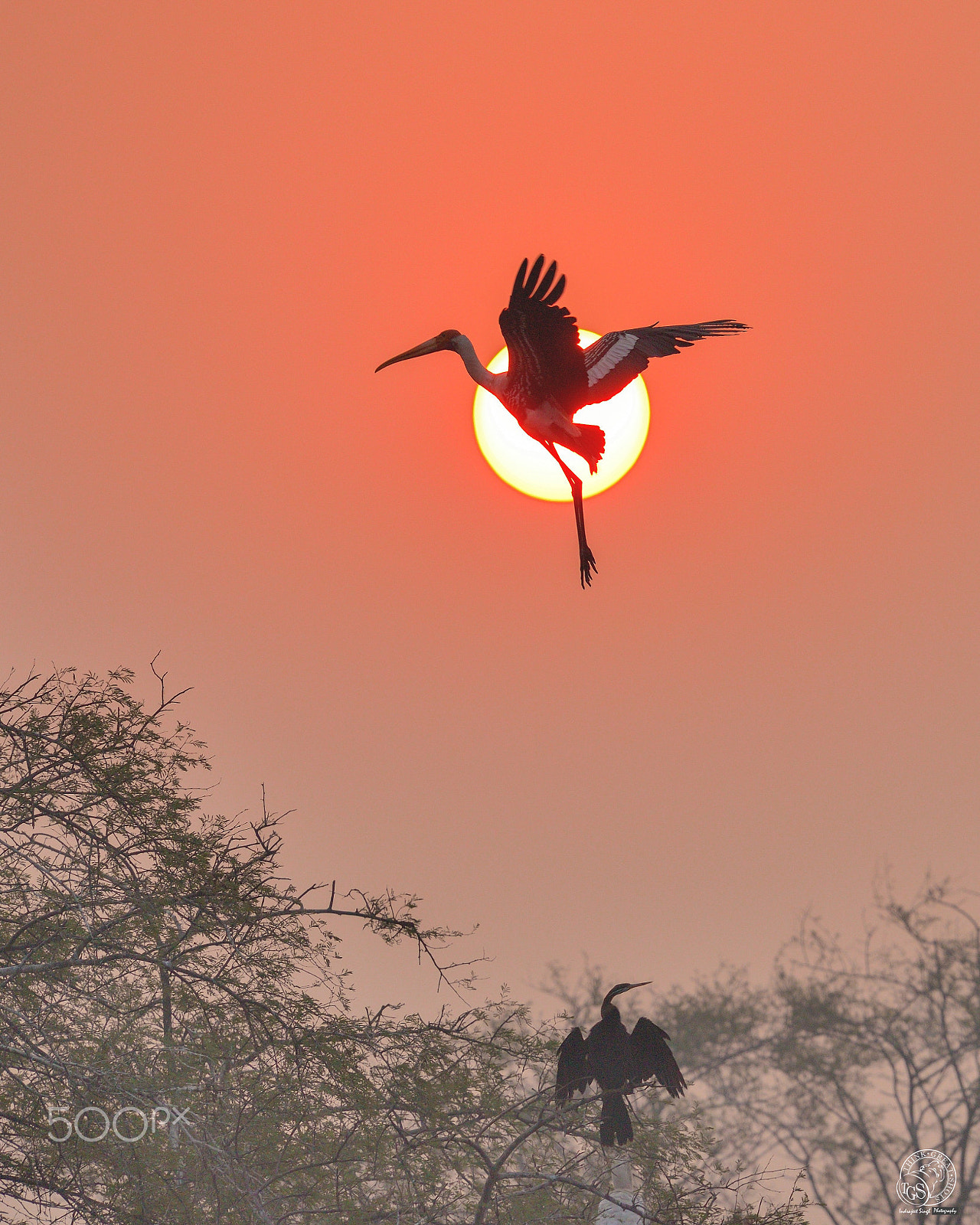 Nikon Nikkor AF-S 300mm F4E PF ED VR sample photo. Painted stork - into the sun photography