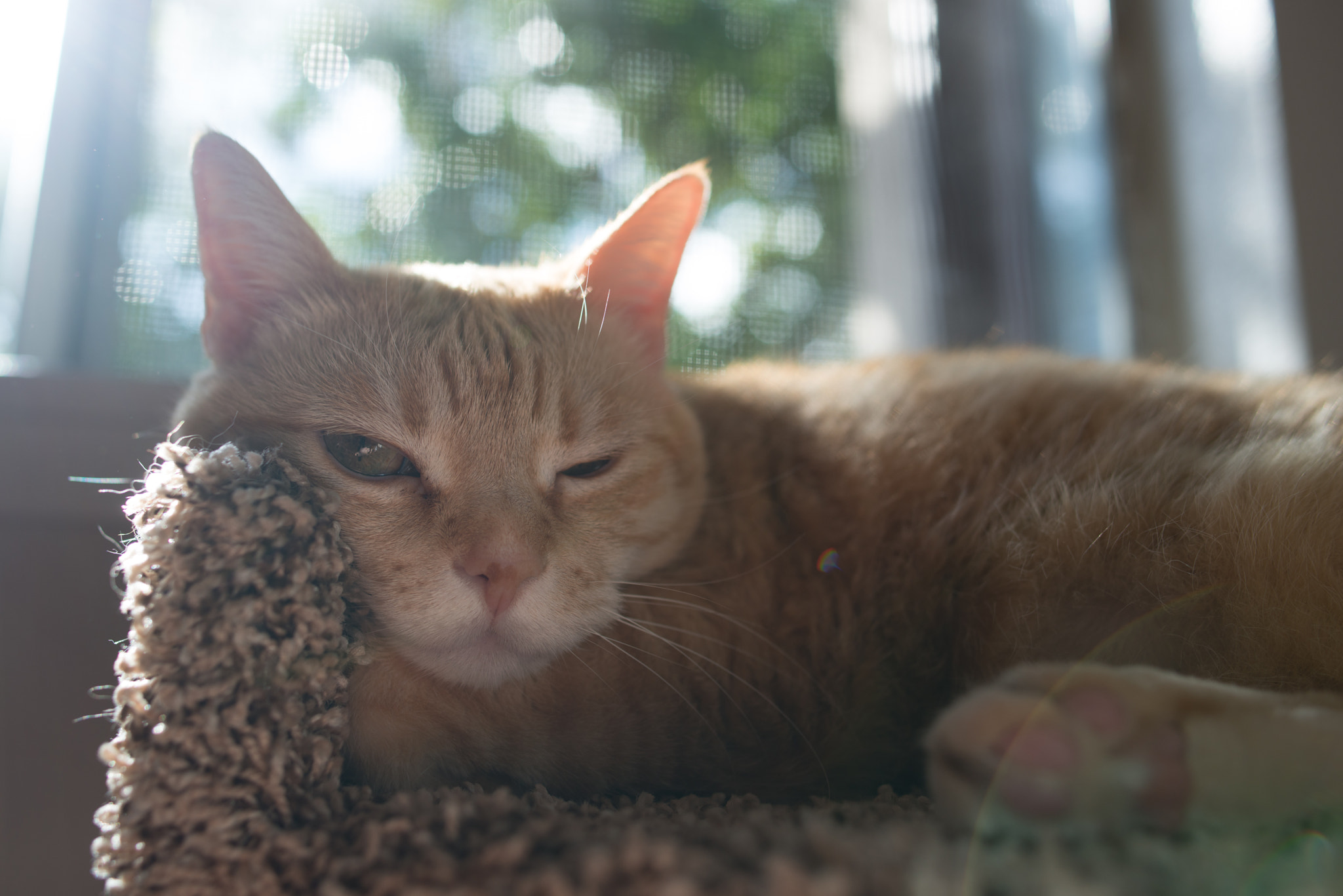 Nikon D800E sample photo. Cat pi pi photography