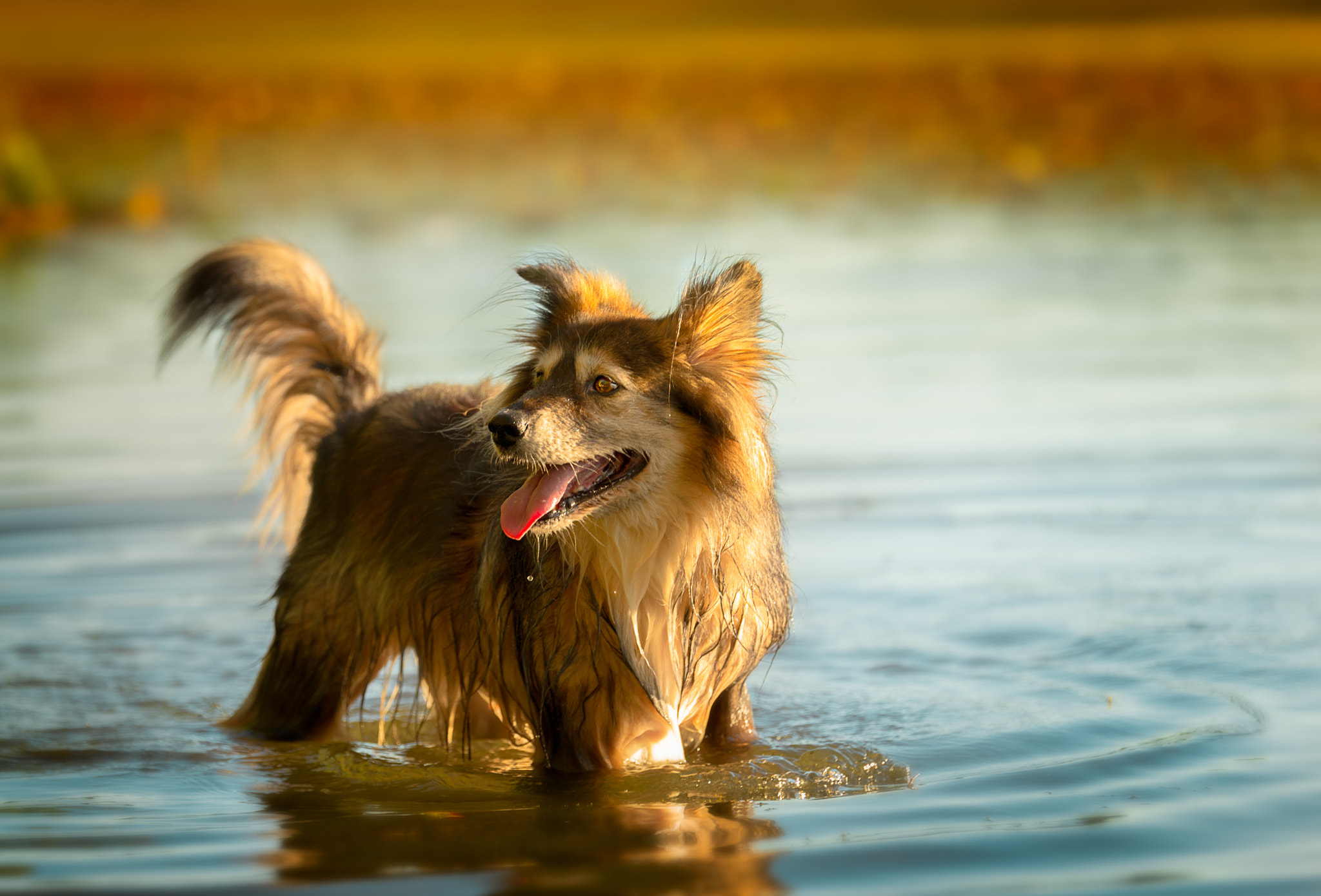 Tamron SP 70-200mm F2.8 Di VC USD sample photo. Squirt - the overlooked photo photography