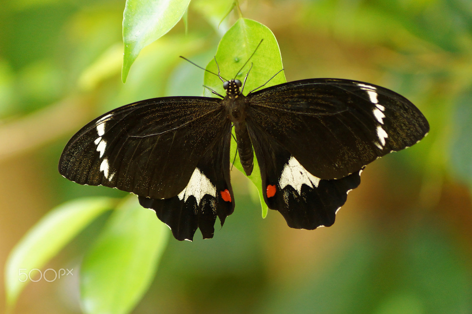 Sony DT 55-200mm F4-5.6 SAM sample photo. Butterfly photography