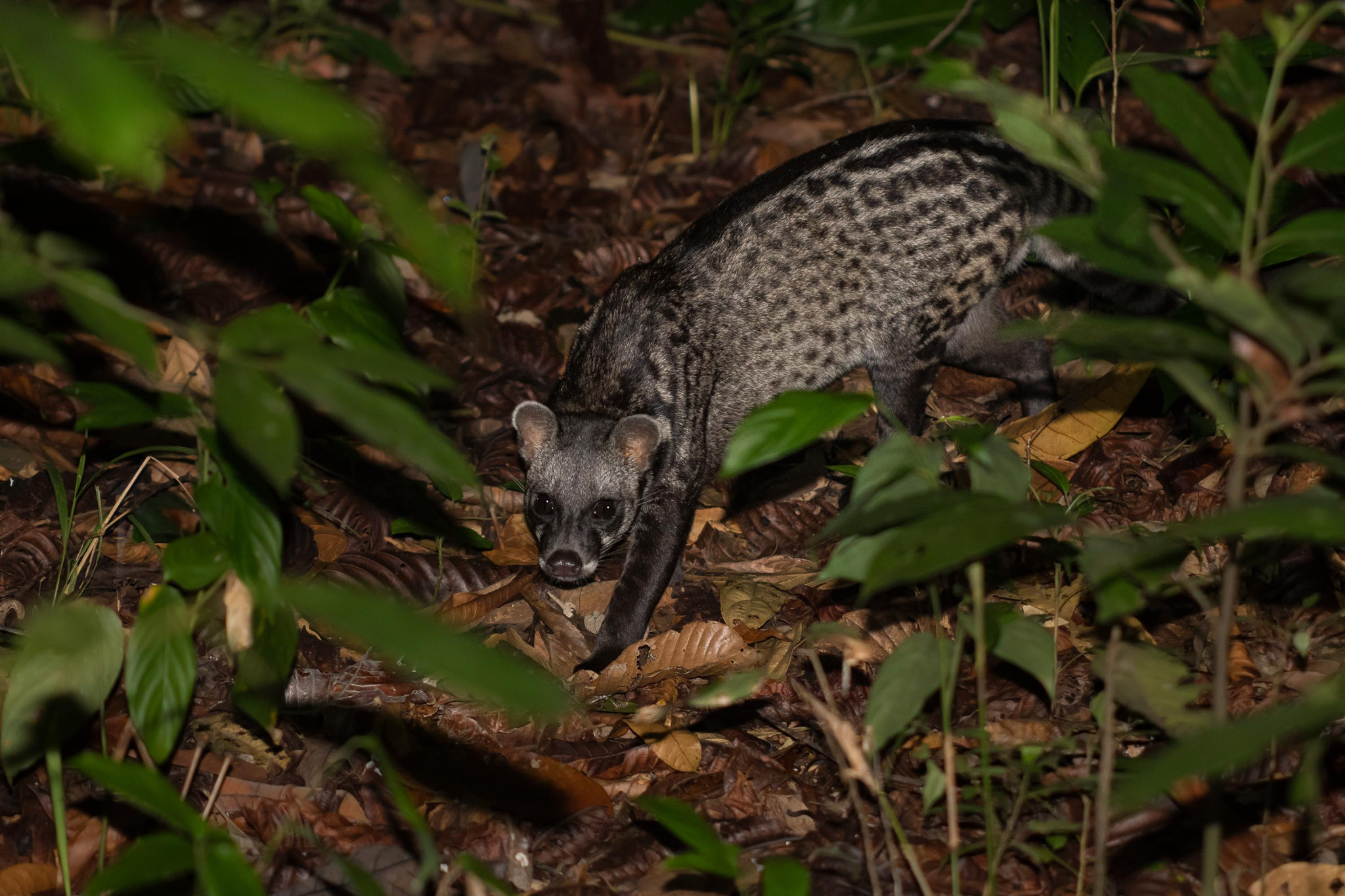 Nikon D500 sample photo. Surprise encounter at night photography