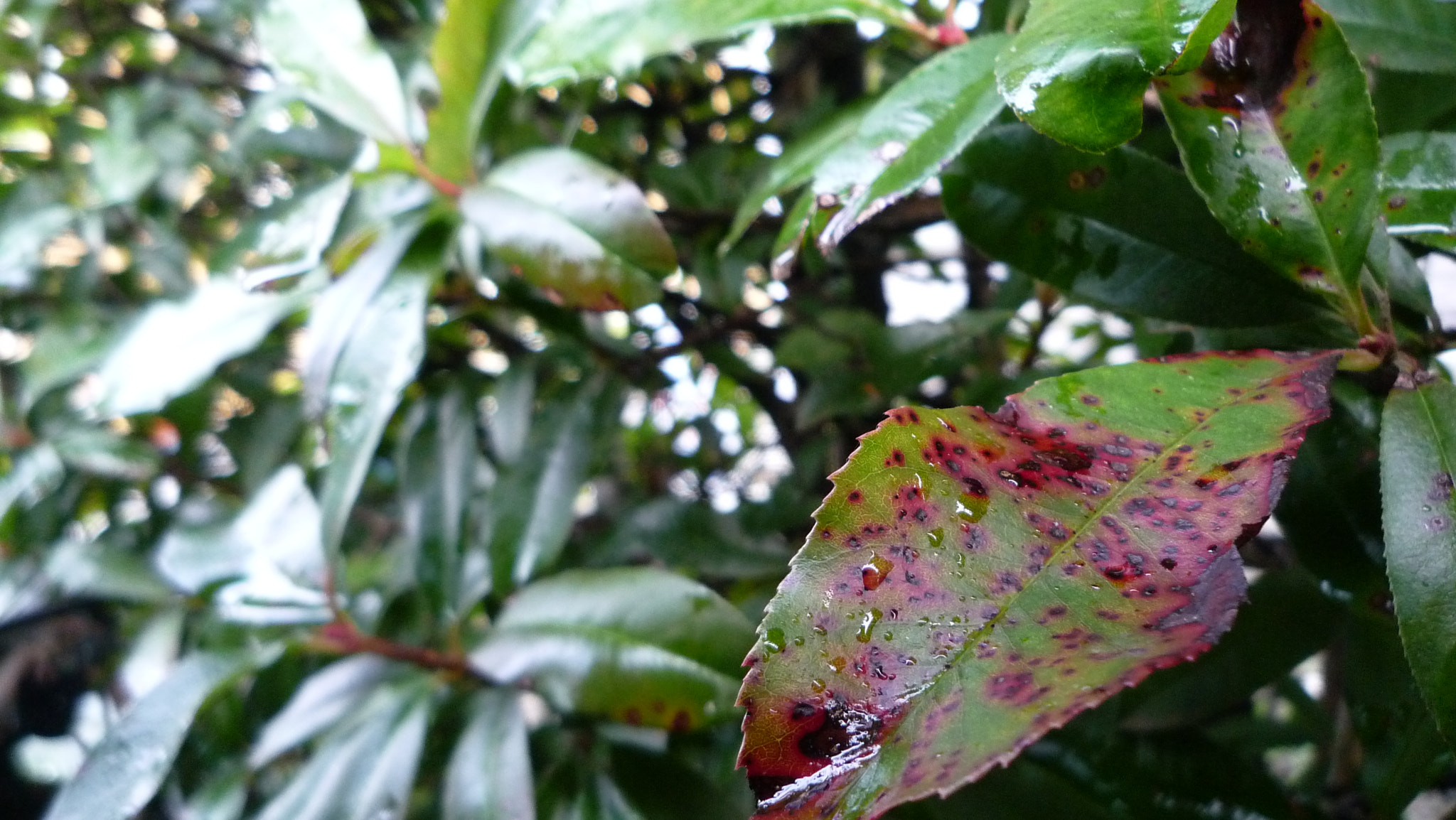 Panasonic DMC-FX500 sample photo. After the rain photography