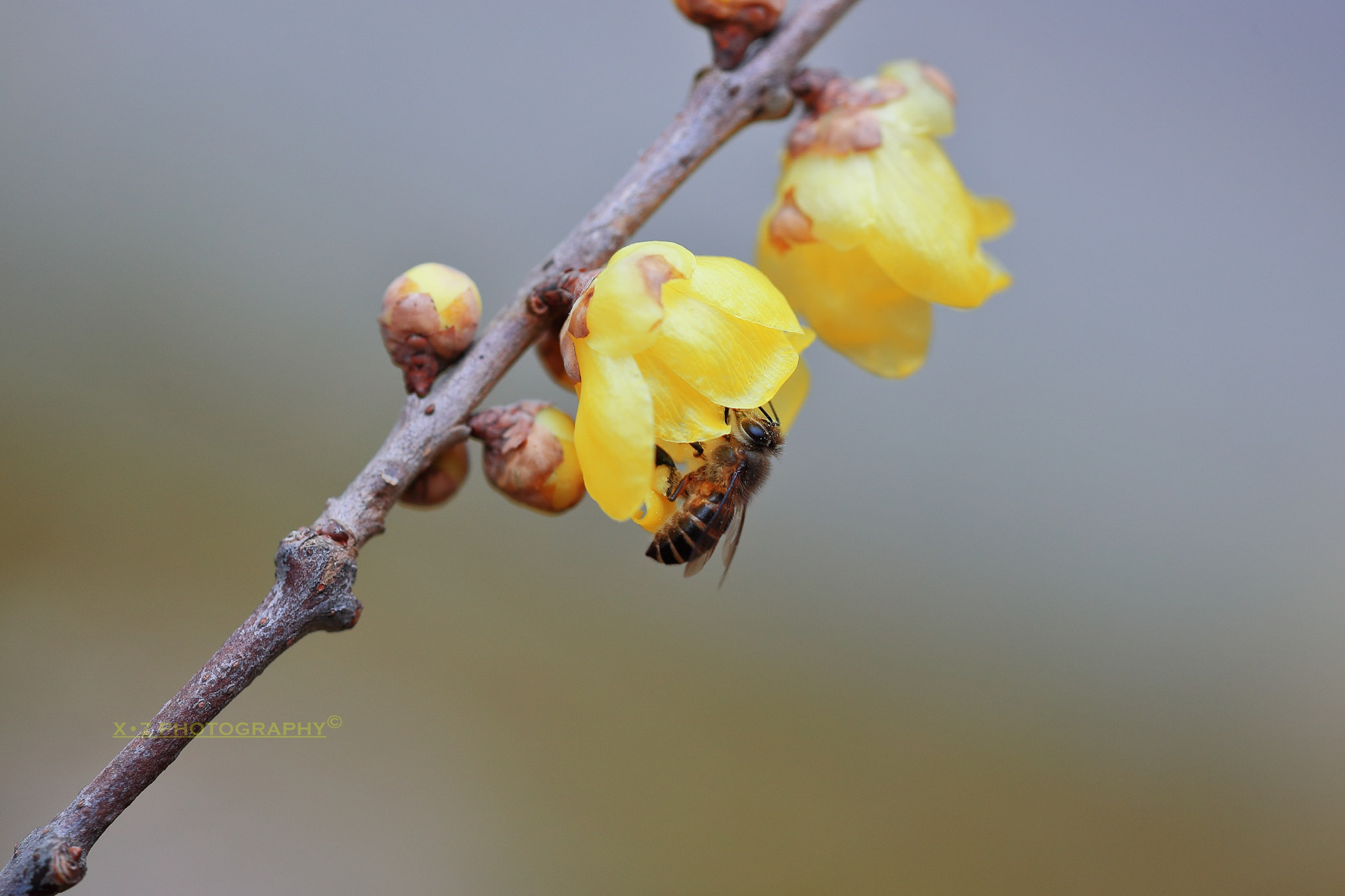 Canon EF 180mm F3.5L Macro USM sample photo. Wintersweet 腊梅 photography