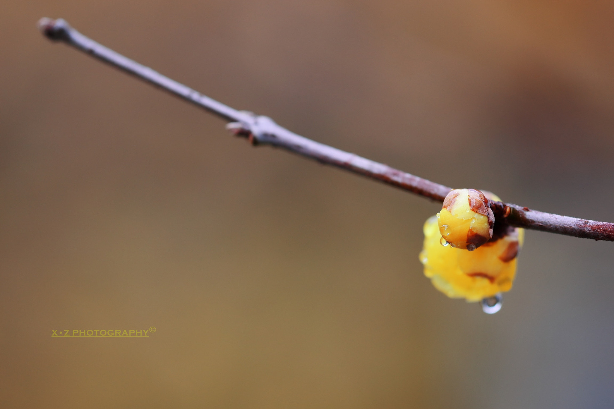 Canon EF 180mm F3.5L Macro USM sample photo. Wintersweet 腊梅 photography