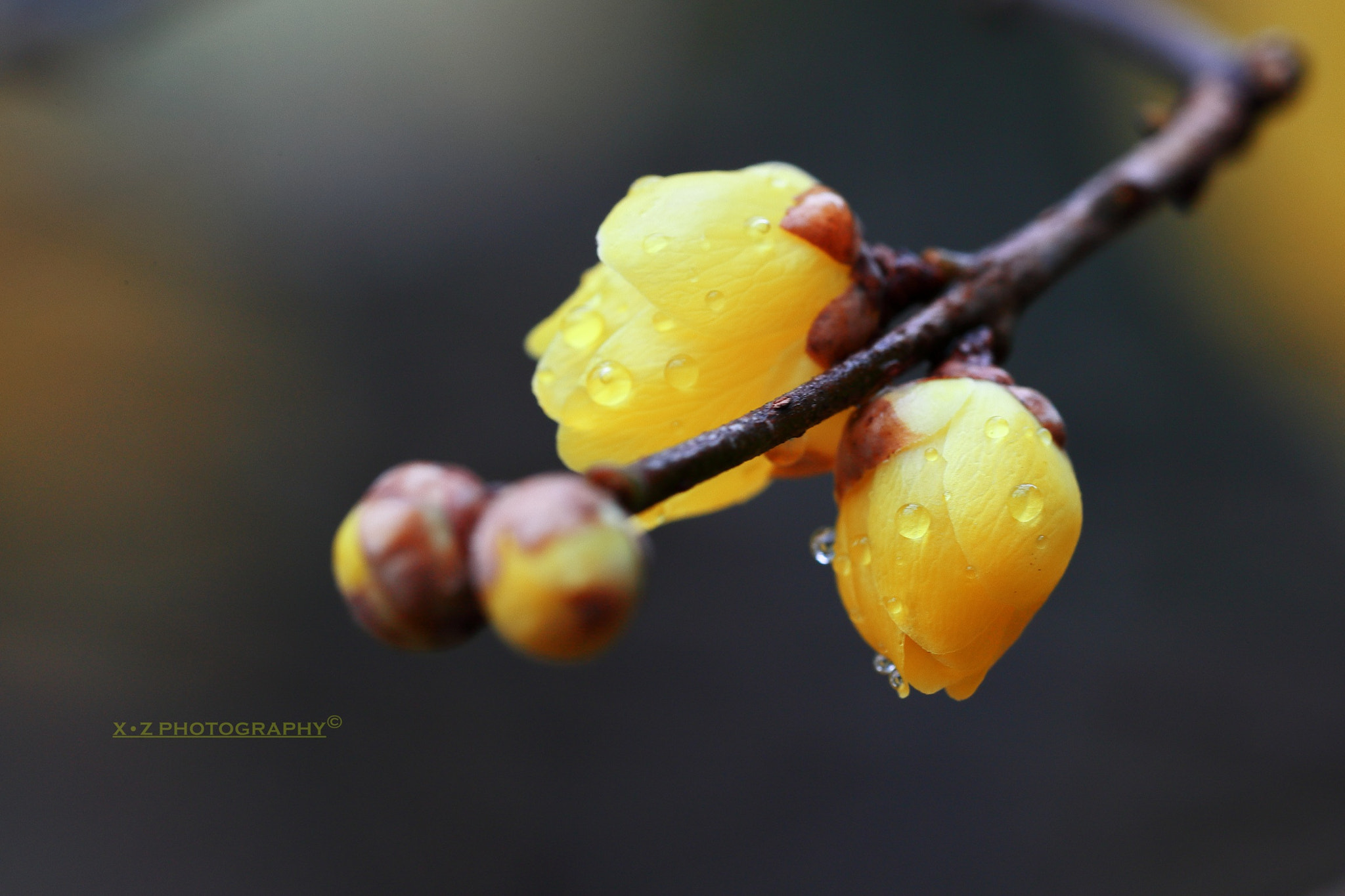 Canon EF 180mm F3.5L Macro USM sample photo. Wintersweet photography