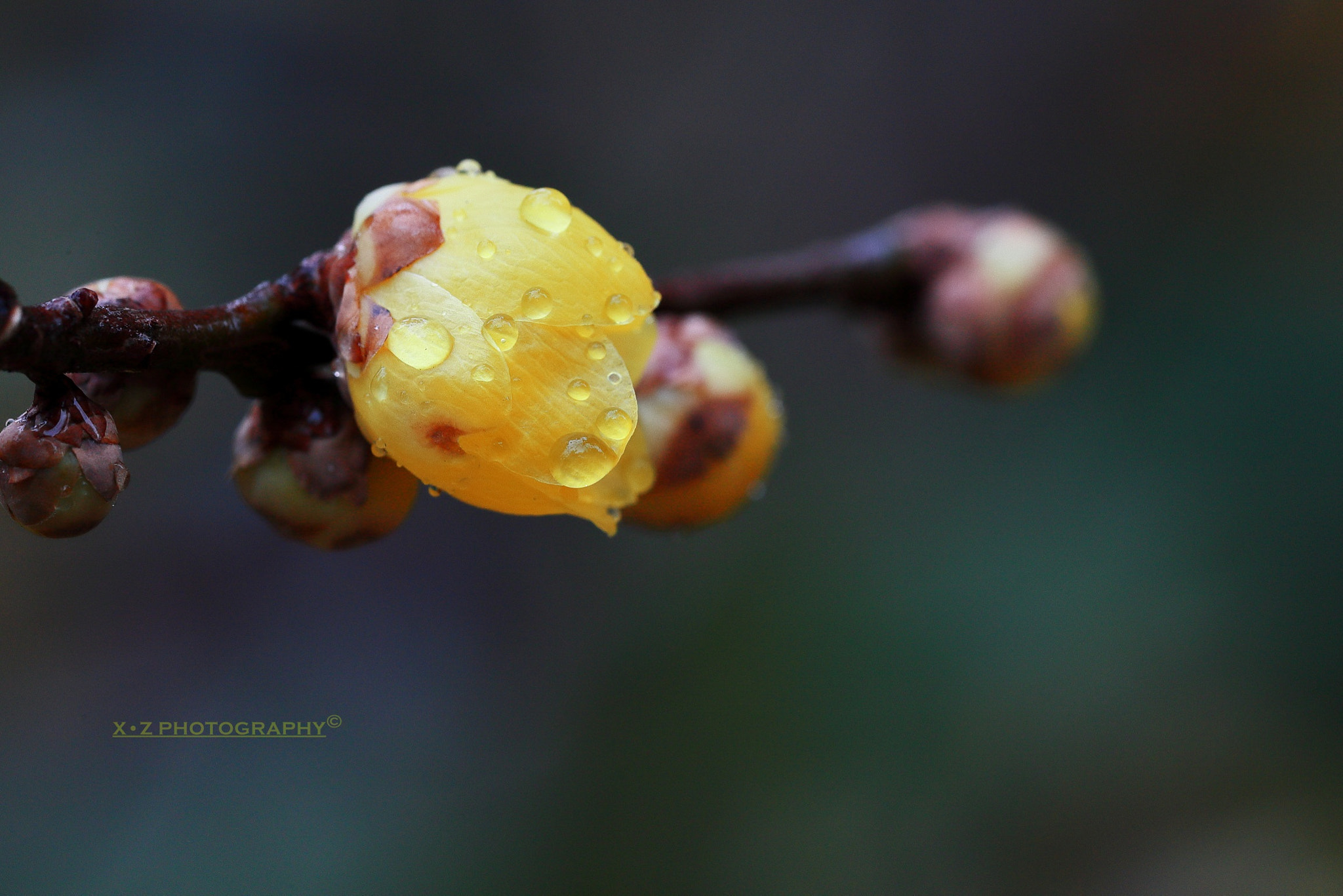 Canon EF 180mm F3.5L Macro USM sample photo. 腊梅 photography