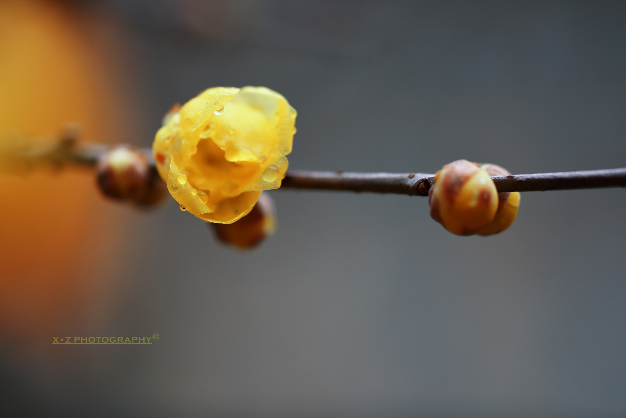 Canon EF 180mm F3.5L Macro USM sample photo. 腊梅 wintersweet photography