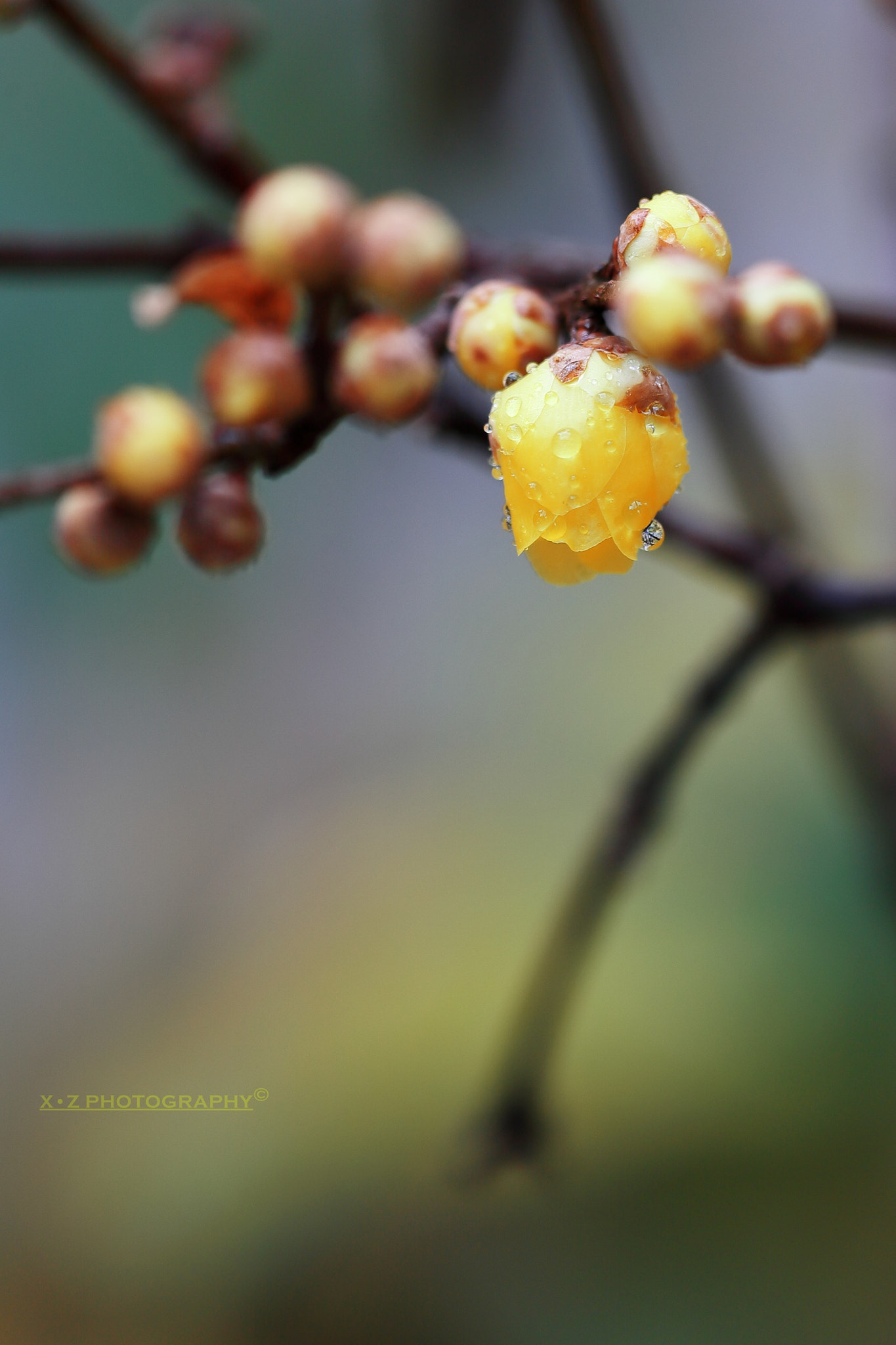 Canon EF 180mm F3.5L Macro USM sample photo. Plum blossom photography