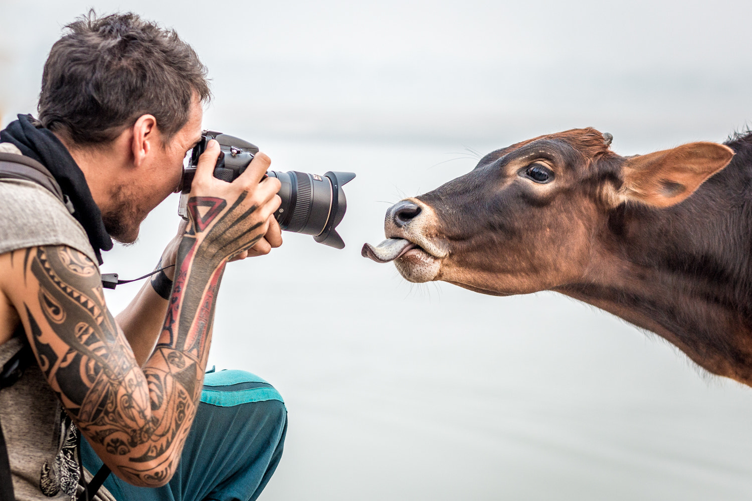 Echenique Photographs a Calf