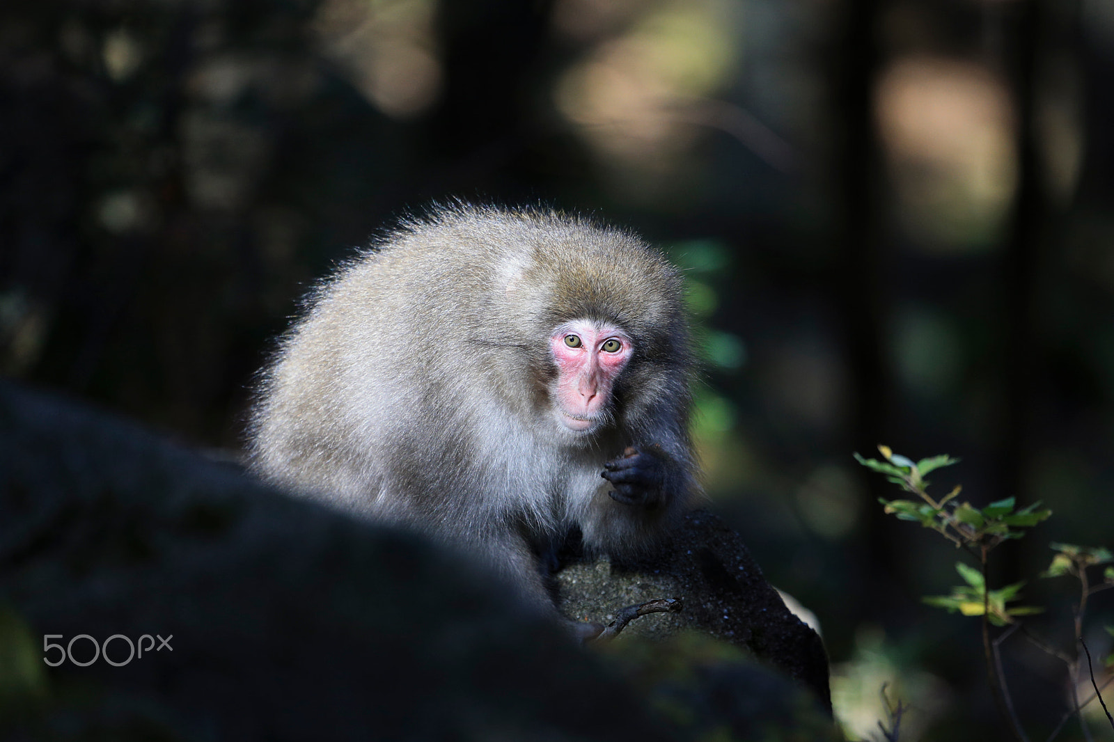 Canon EF 100-400mm F4.5-5.6L IS USM sample photo. Nikko_monkey photography