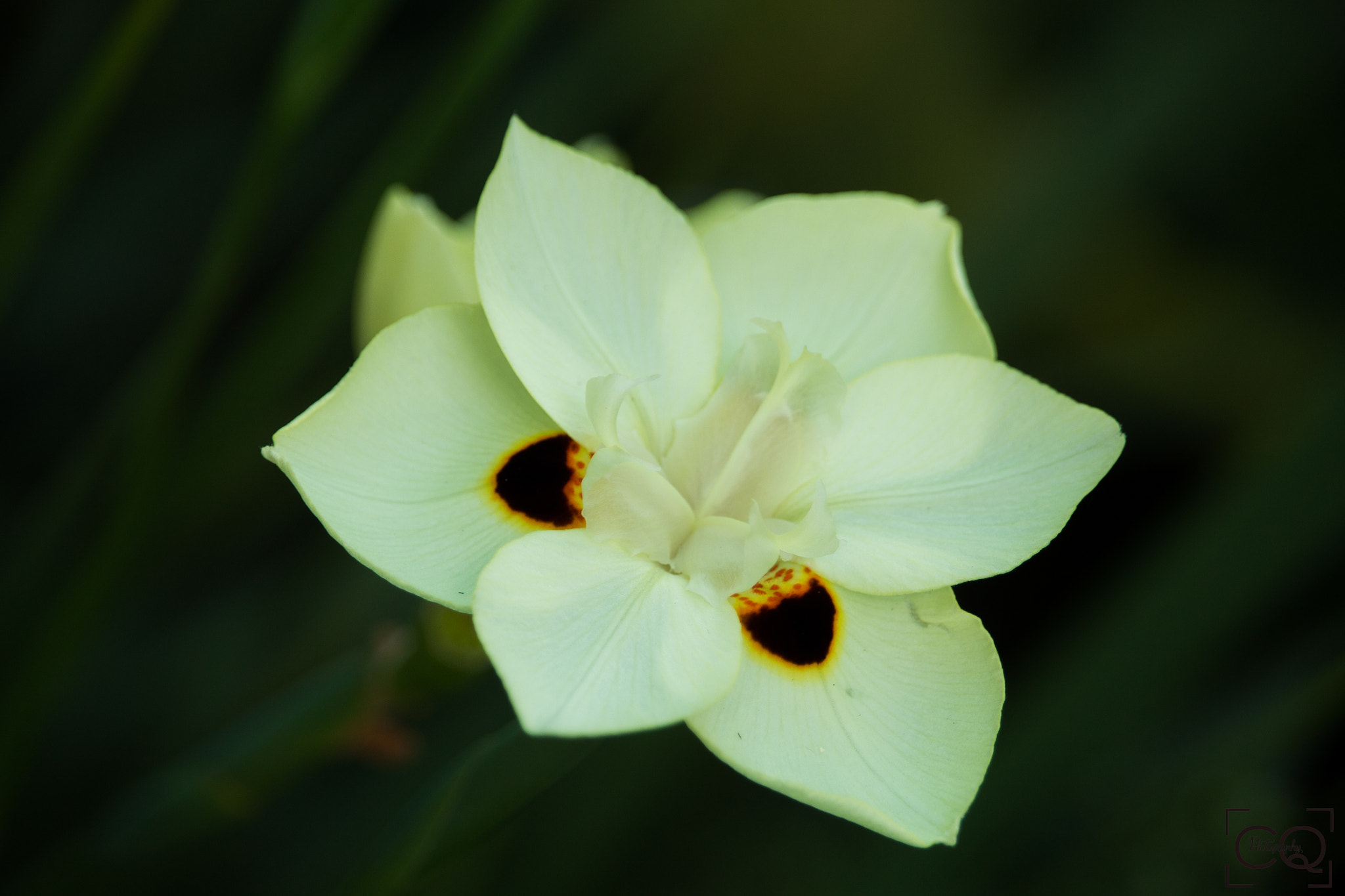 Canon EF-S 55-250mm F4-5.6 IS STM sample photo. Flower photography
