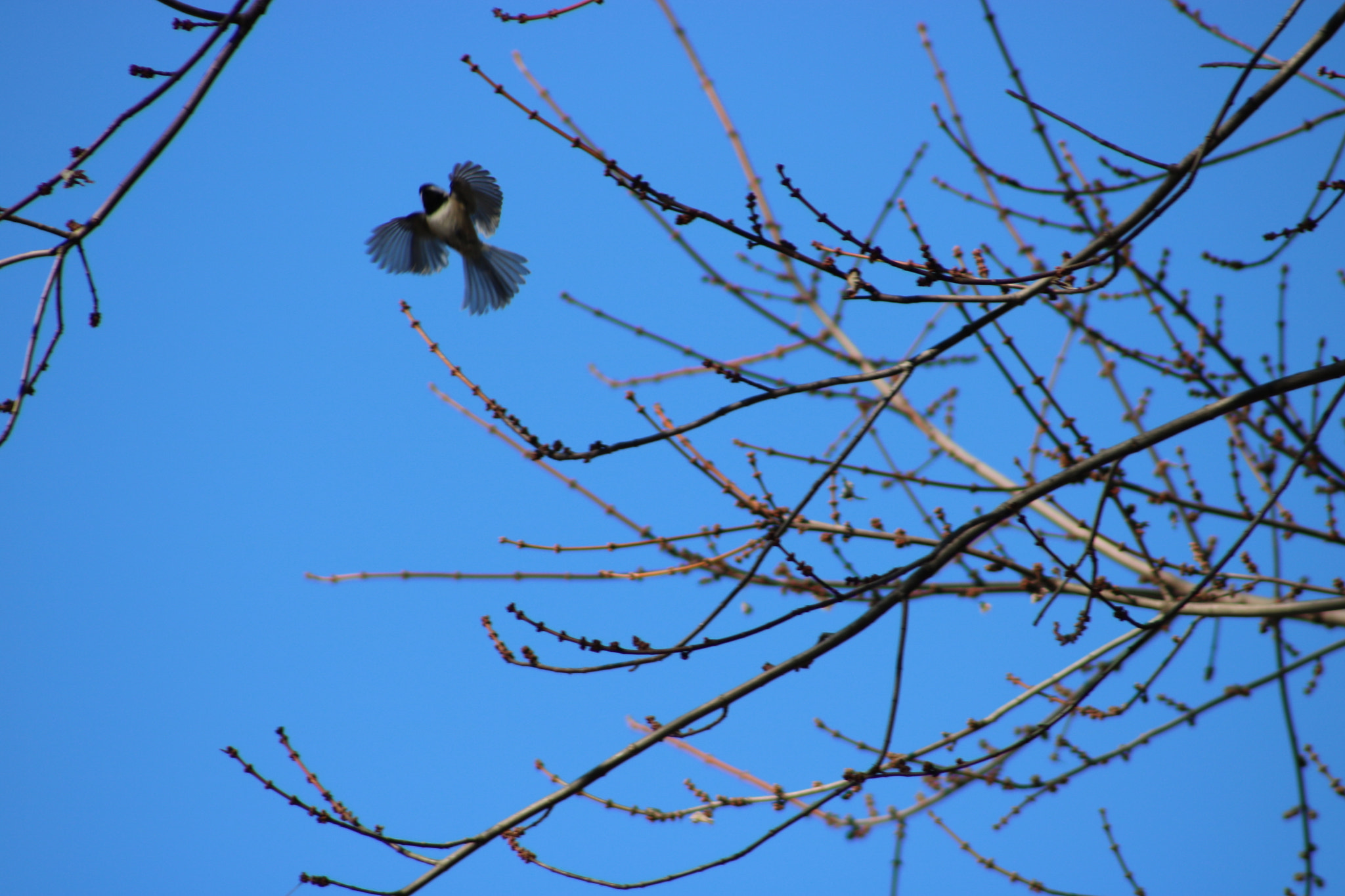 Canon EOS 750D (EOS Rebel T6i / EOS Kiss X8i) + EF75-300mm f/4-5.6 sample photo. Img photography