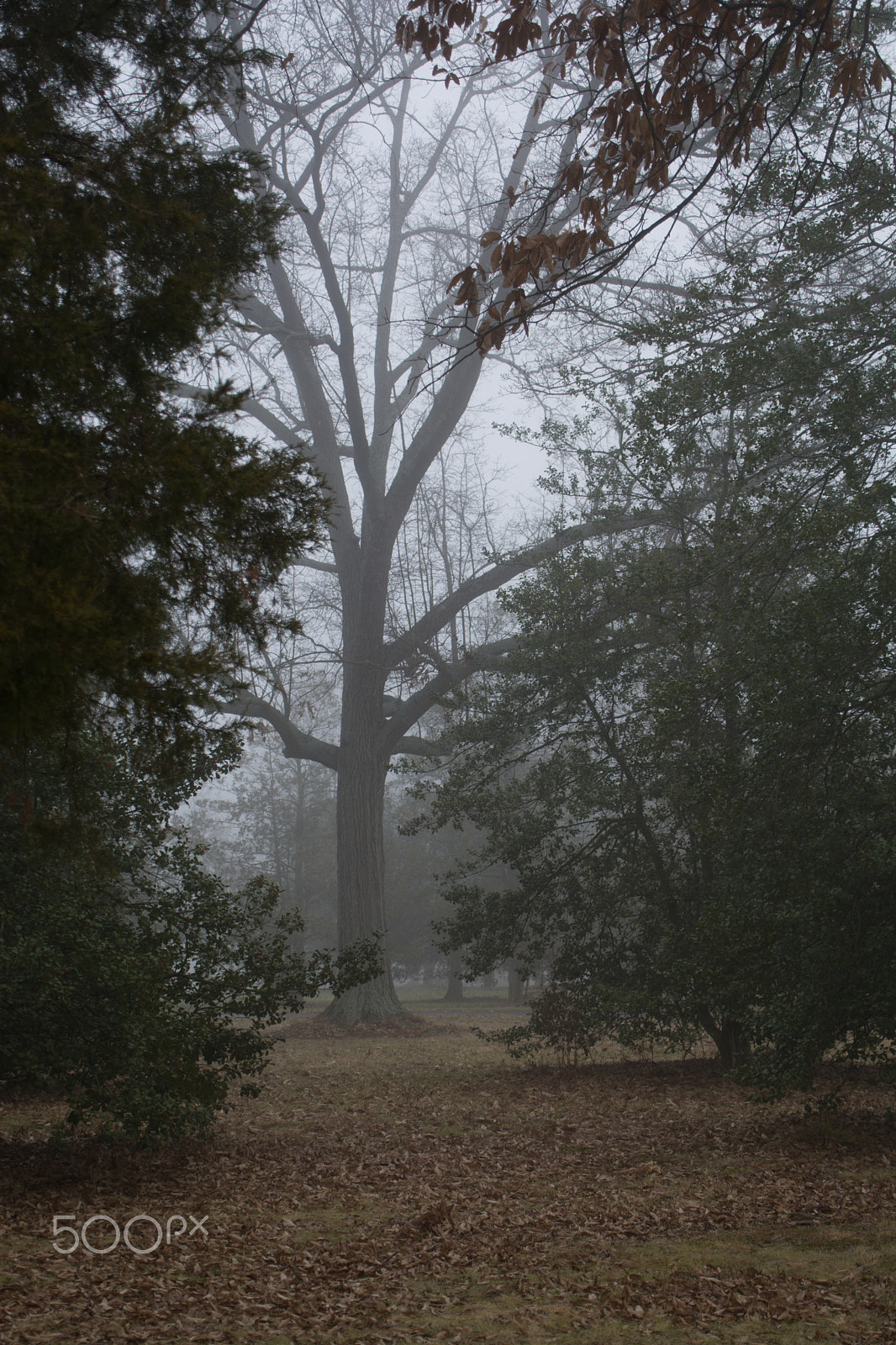 Sigma 28-300mm F3.5-6.3 DG Macro sample photo. Foggy park wall  photography