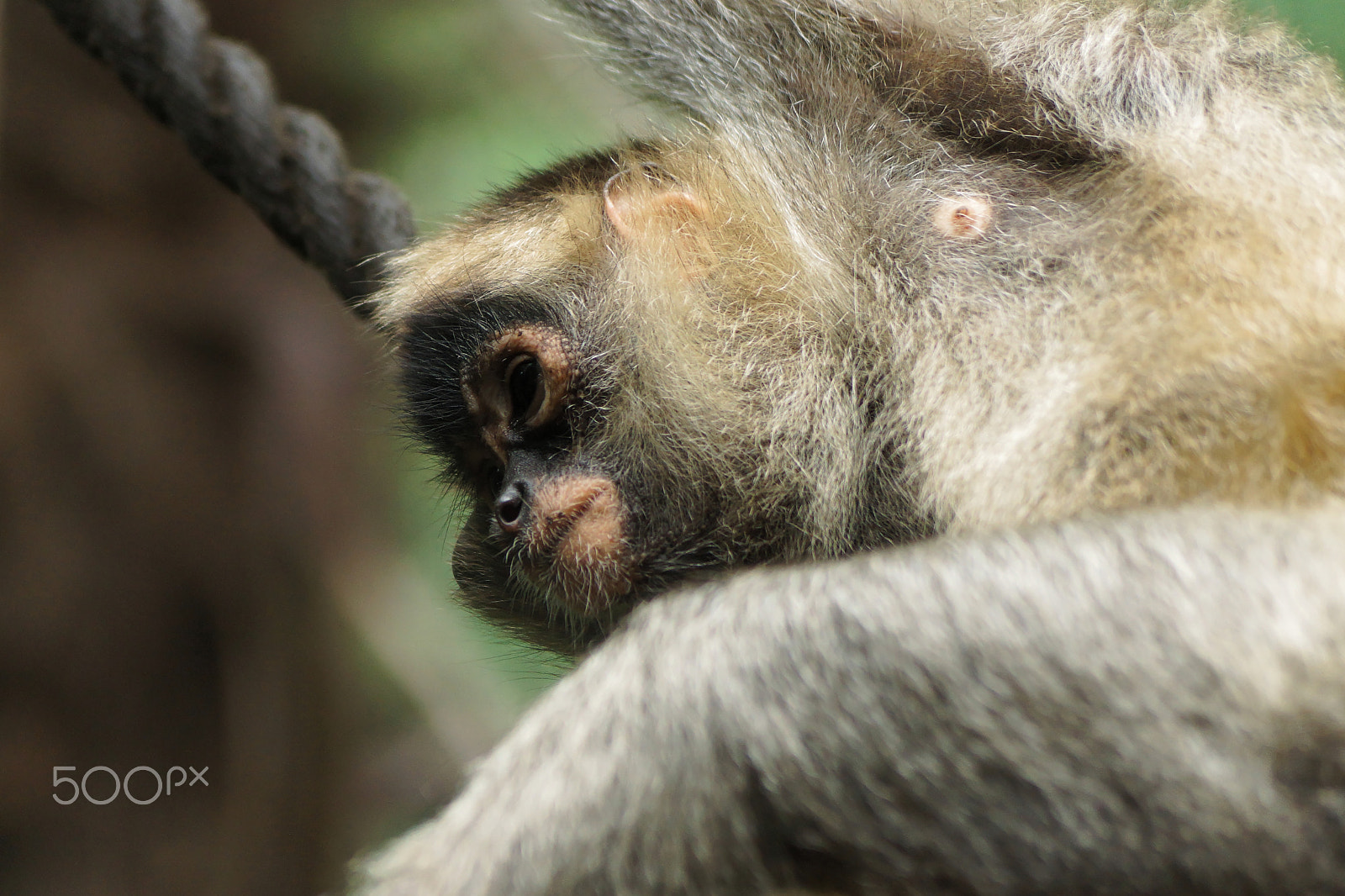 Sony DT 55-200mm F4-5.6 SAM sample photo. Black handed spider monkey photography