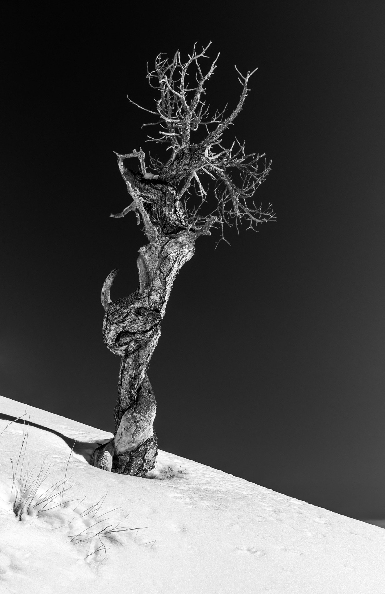 Nikon D500 sample photo. Tree in b&w photography