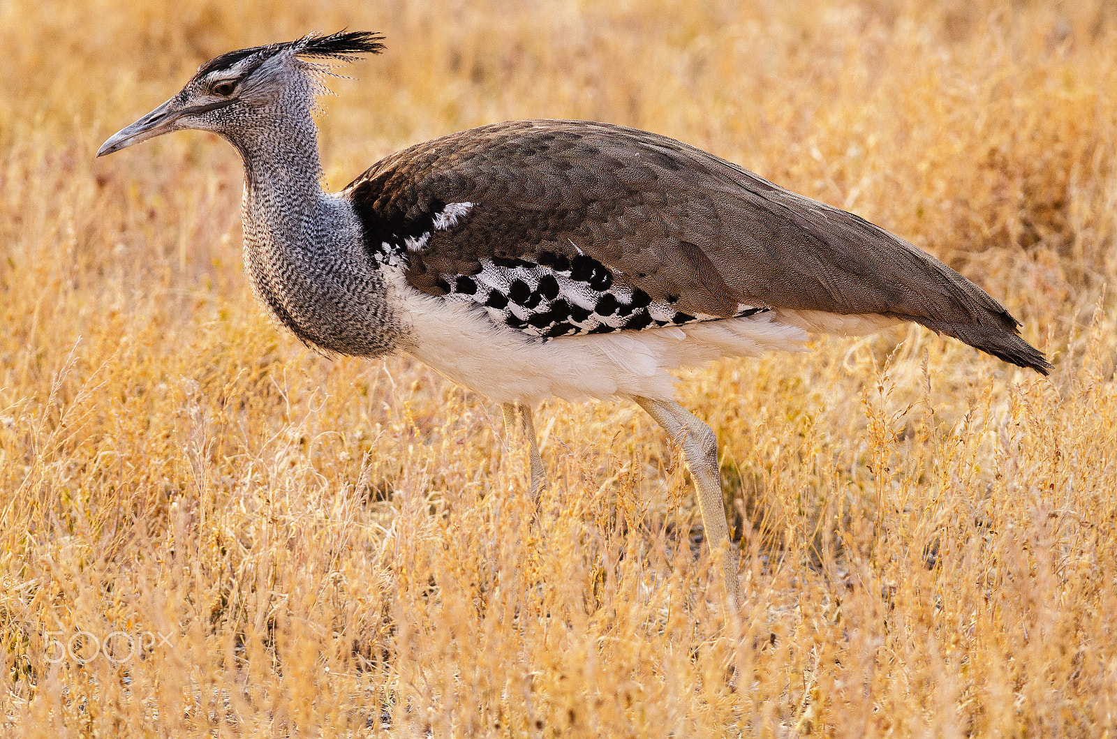 Nikon D7000 + Nikon AF-S Nikkor 300mm F4D ED-IF sample photo. Kori bustard photography