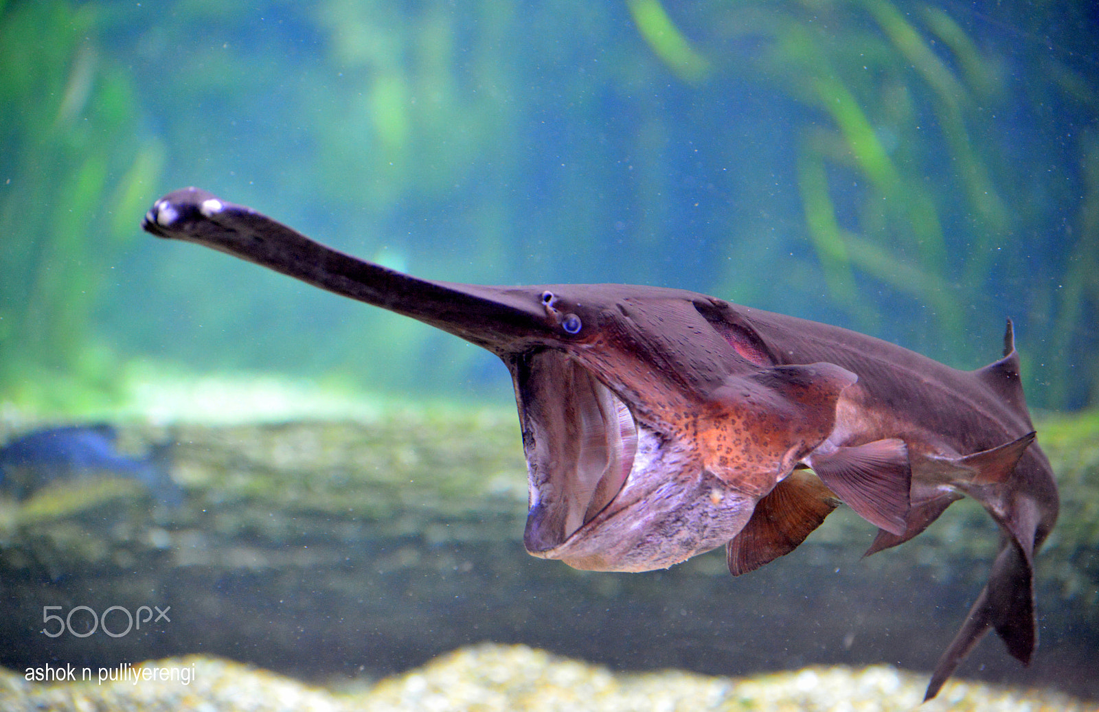 Nikon D800E sample photo. Ancient fish photography
