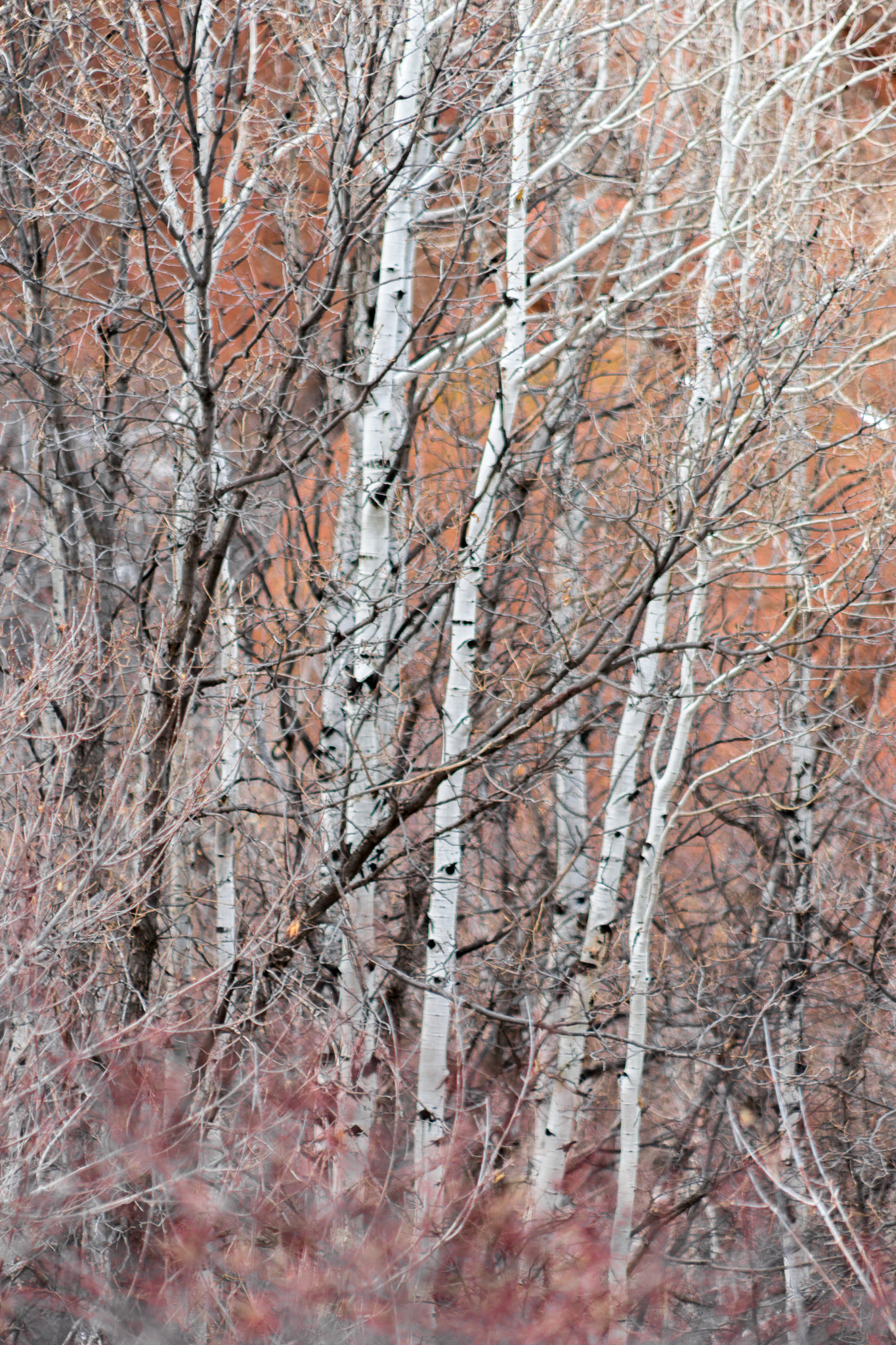 Sony a7 II + EF75-300mm f/4-5.6 sample photo. Dead trees in color photography