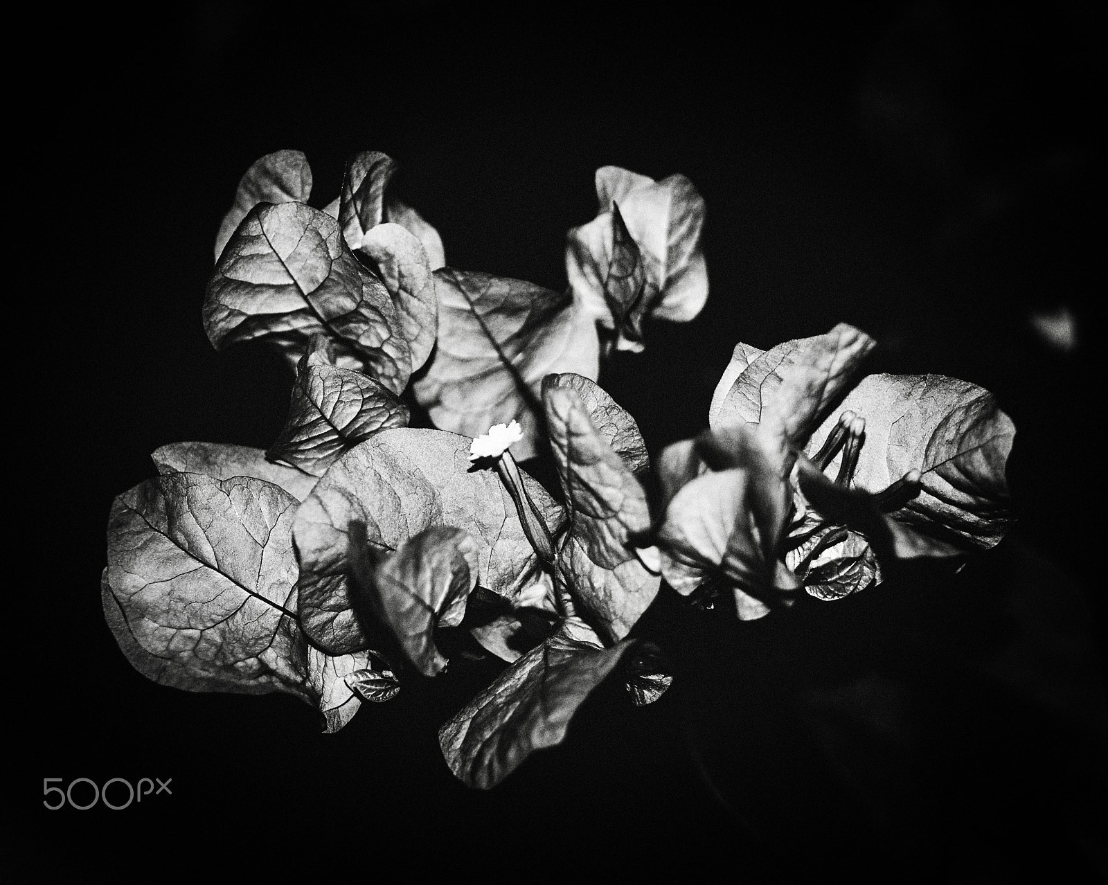 Manual Lens No CPU sample photo. Crispy petals photography