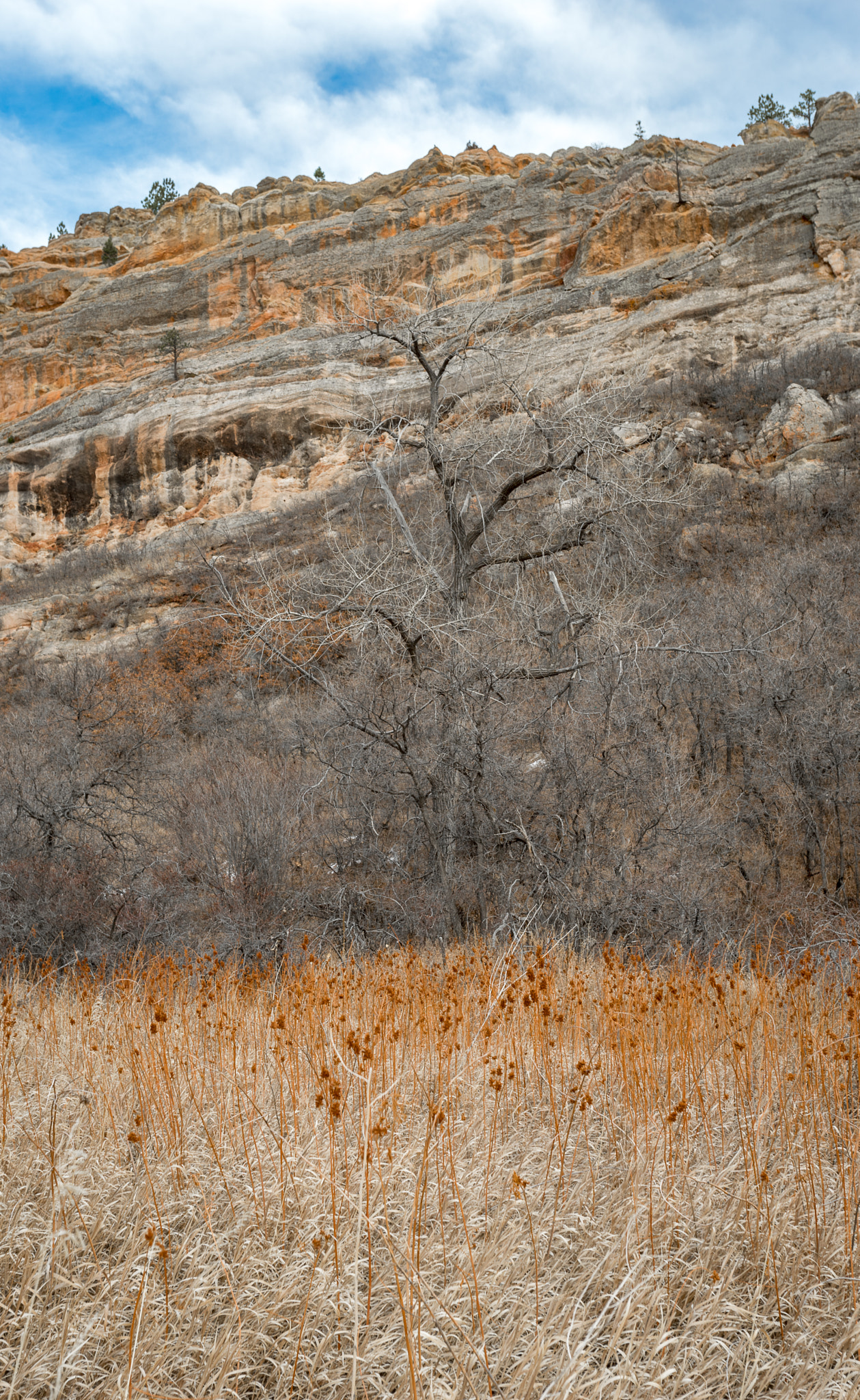 Sony a7 II + Canon EF 17-40mm F4L USM sample photo. Orange tree photography