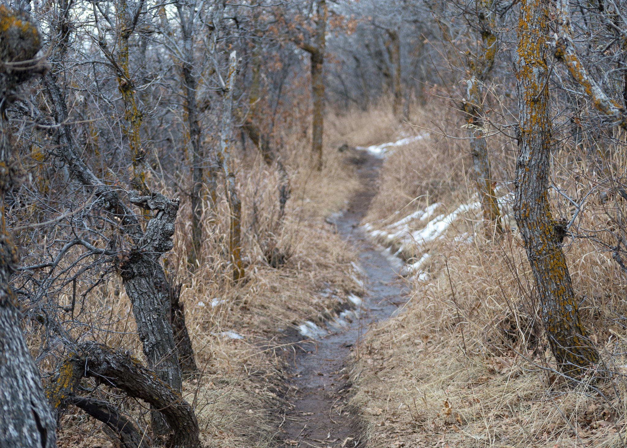 EF75-300mm f/4-5.6 sample photo. Dead path photography