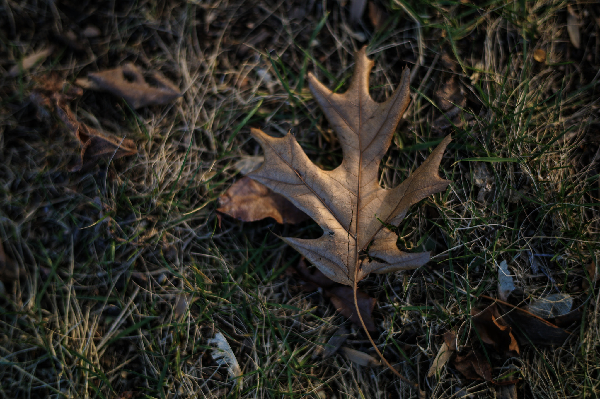 Leica M9 + Leica Summilux-M 50mm F1.4 ASPH sample photo. Earth photography